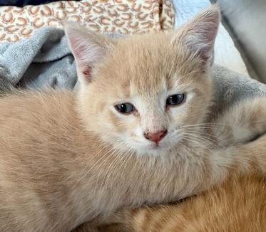 Poseidon, ADOPTABLE, Young Male Domestic Short Hair.