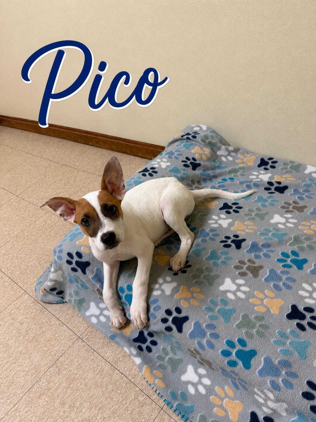 Enlarge Pico, a ADOPTABLE mixed breed in Douglas, MA image 3/4