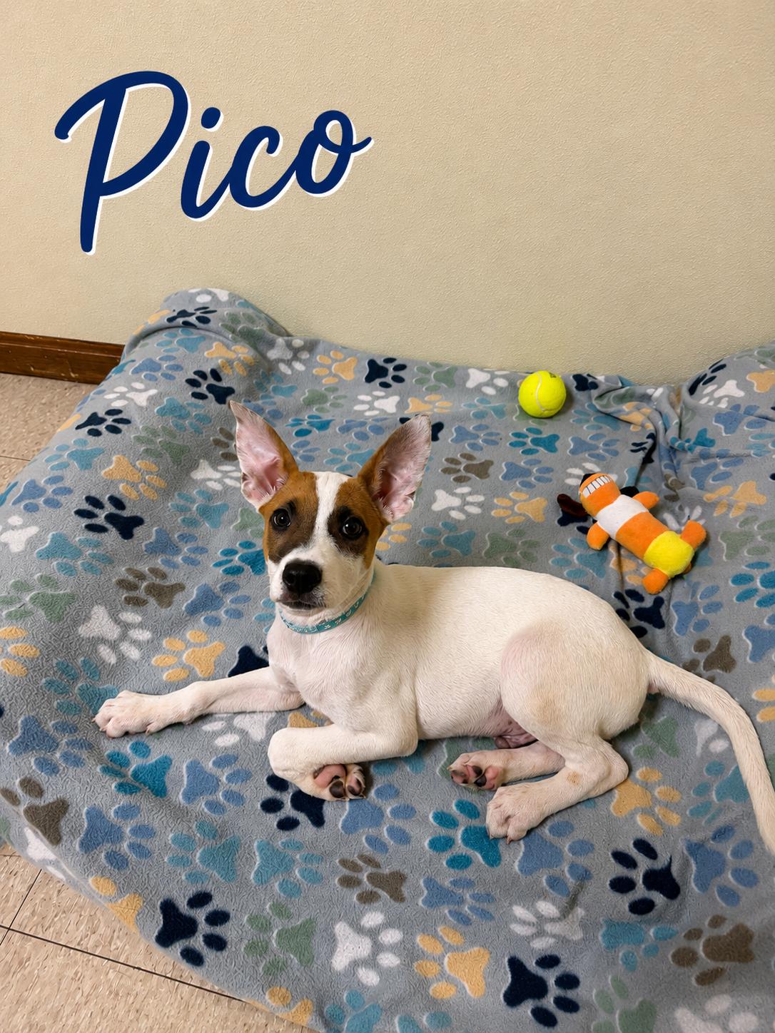 Enlarge Pico, a ADOPTABLE mixed breed in Douglas, MA image 2/4