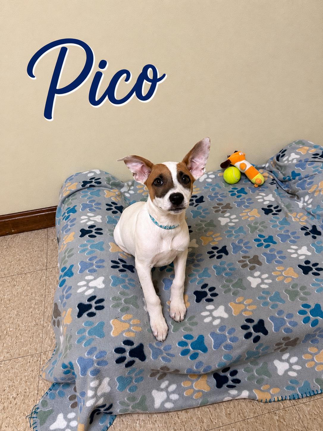 Pico, ADOPTABLE, Puppy Male Retriever.