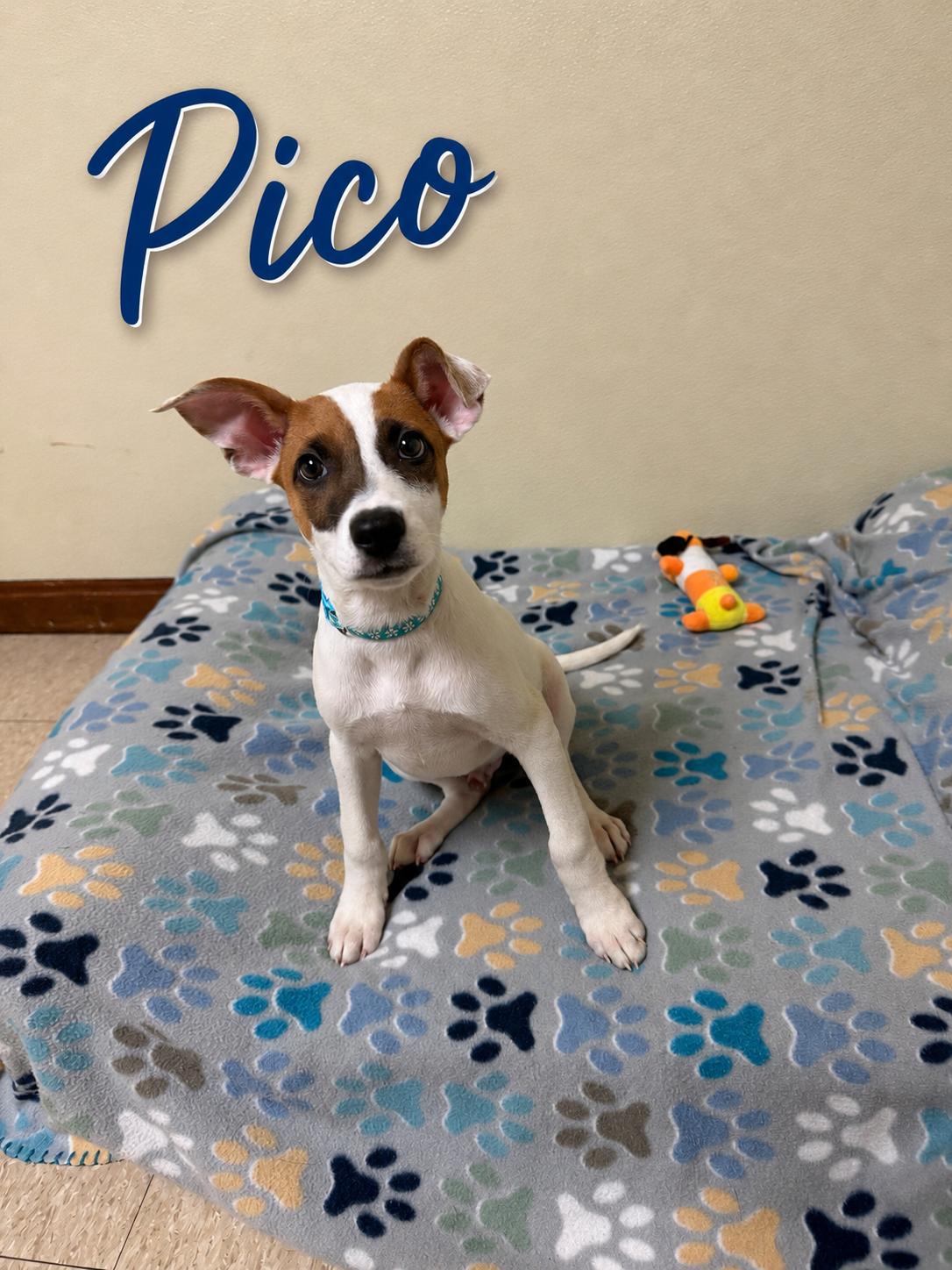 Enlarge Pico, a ADOPTABLE mixed breed in Douglas, MA image 4/4