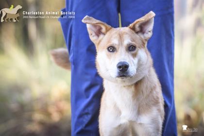 Enlarge 89765a Rocky, a Adoptable mixed breed in North Charleston, SC image 1/3