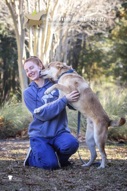 Enlarge 89765a Rocky, a Adoptable mixed breed in North Charleston, SC image 2/3