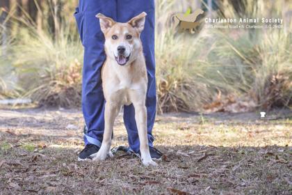 Enlarge 89765a Rocky, a Adoptable mixed breed in North Charleston, SC image 3/3