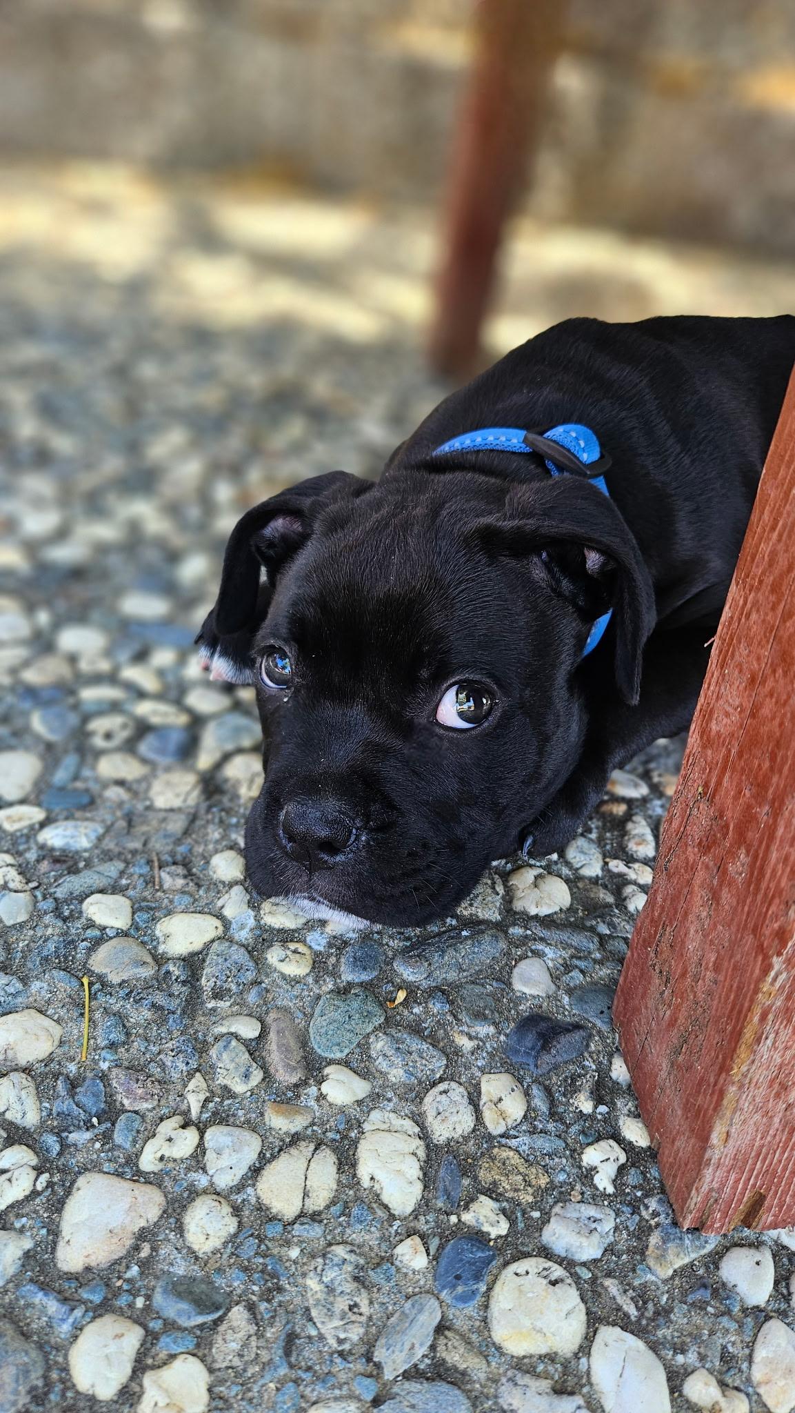 Enlarge Bruce, a Adopted mixed breed in San Francisco, CA image 2/6