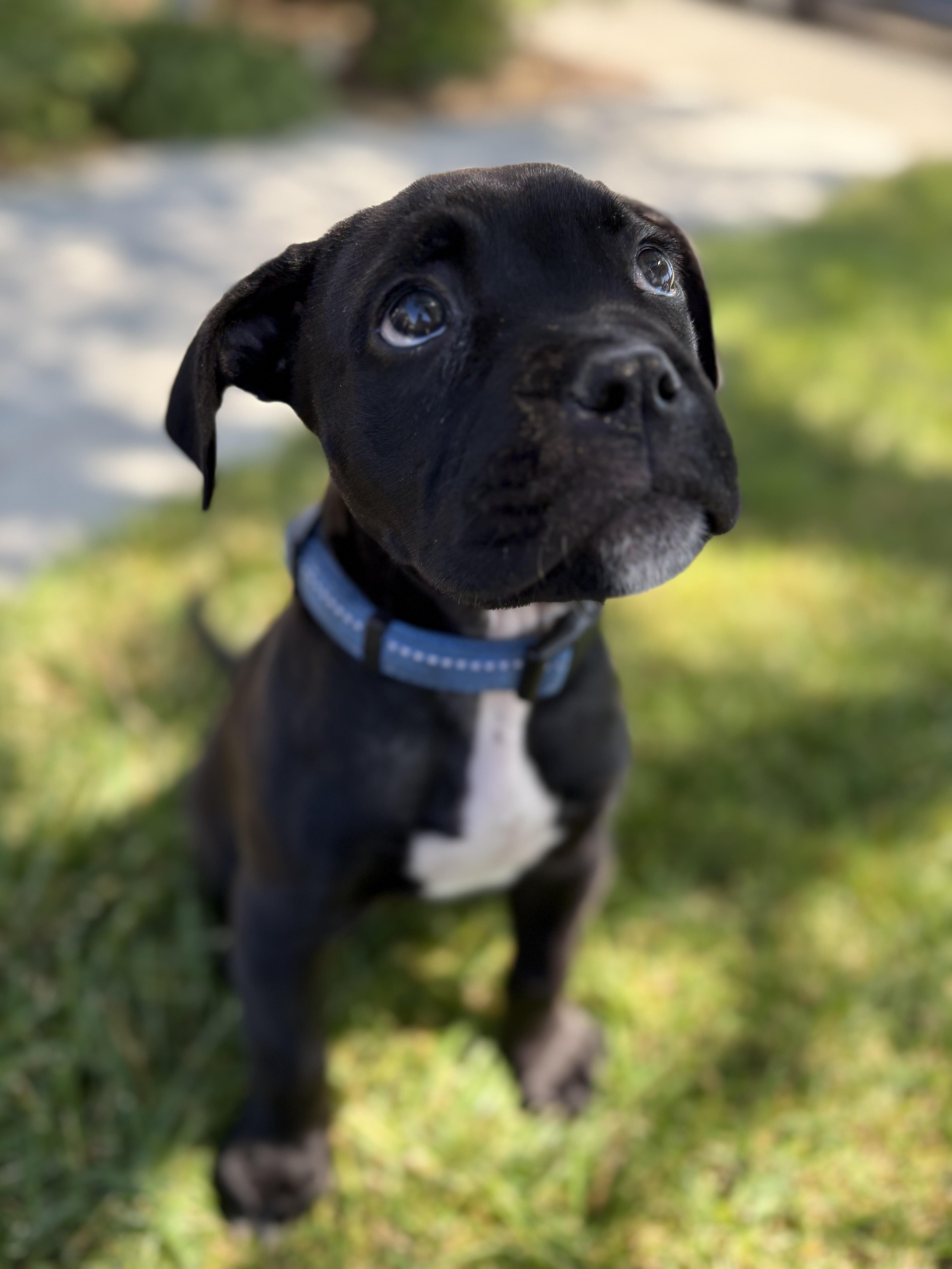 Enlarge Bruce, a Adopted mixed breed in San Francisco, CA image 6/6