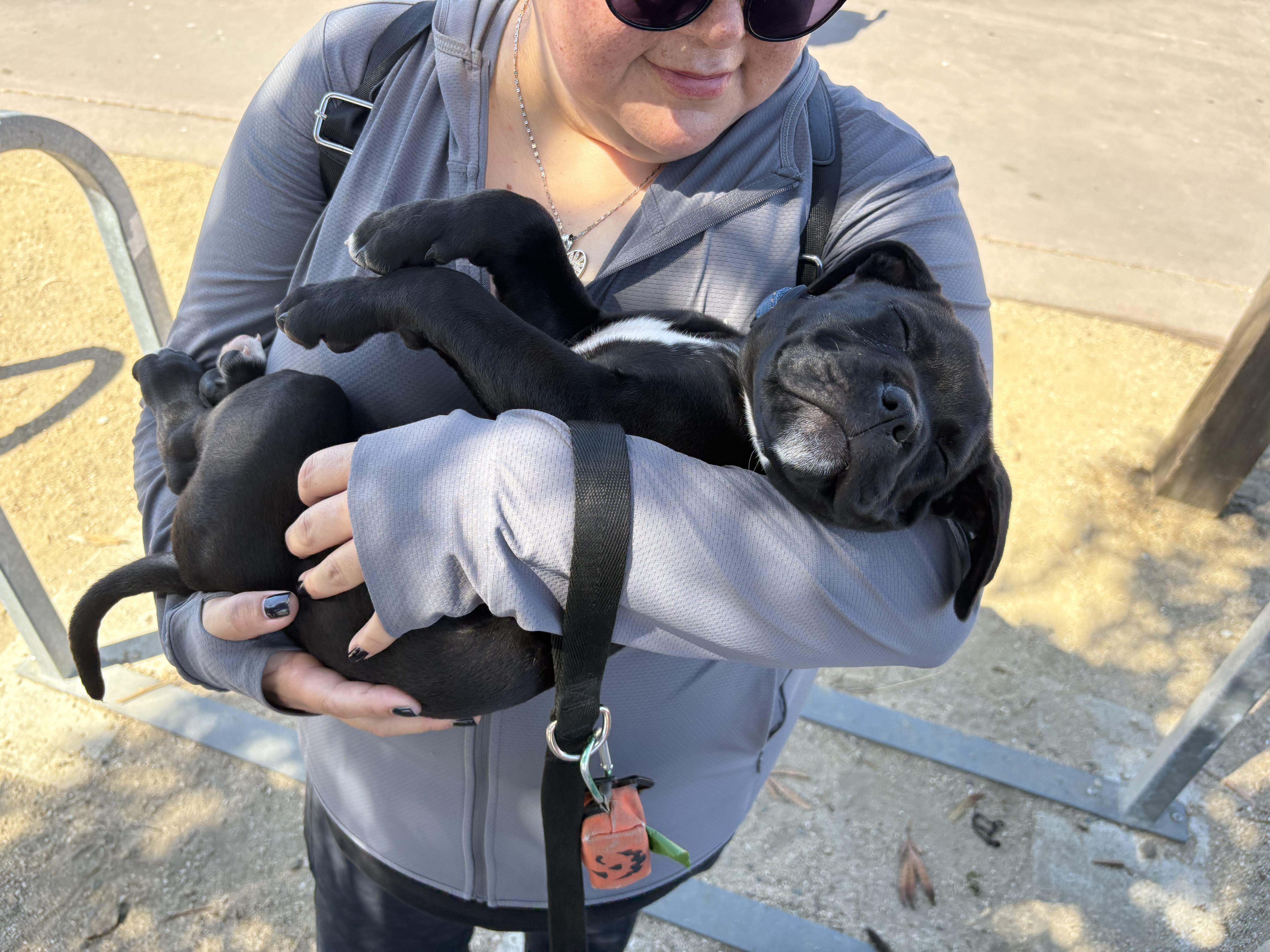 Enlarge Bruce, a Adopted mixed breed in San Francisco, CA image 3/6