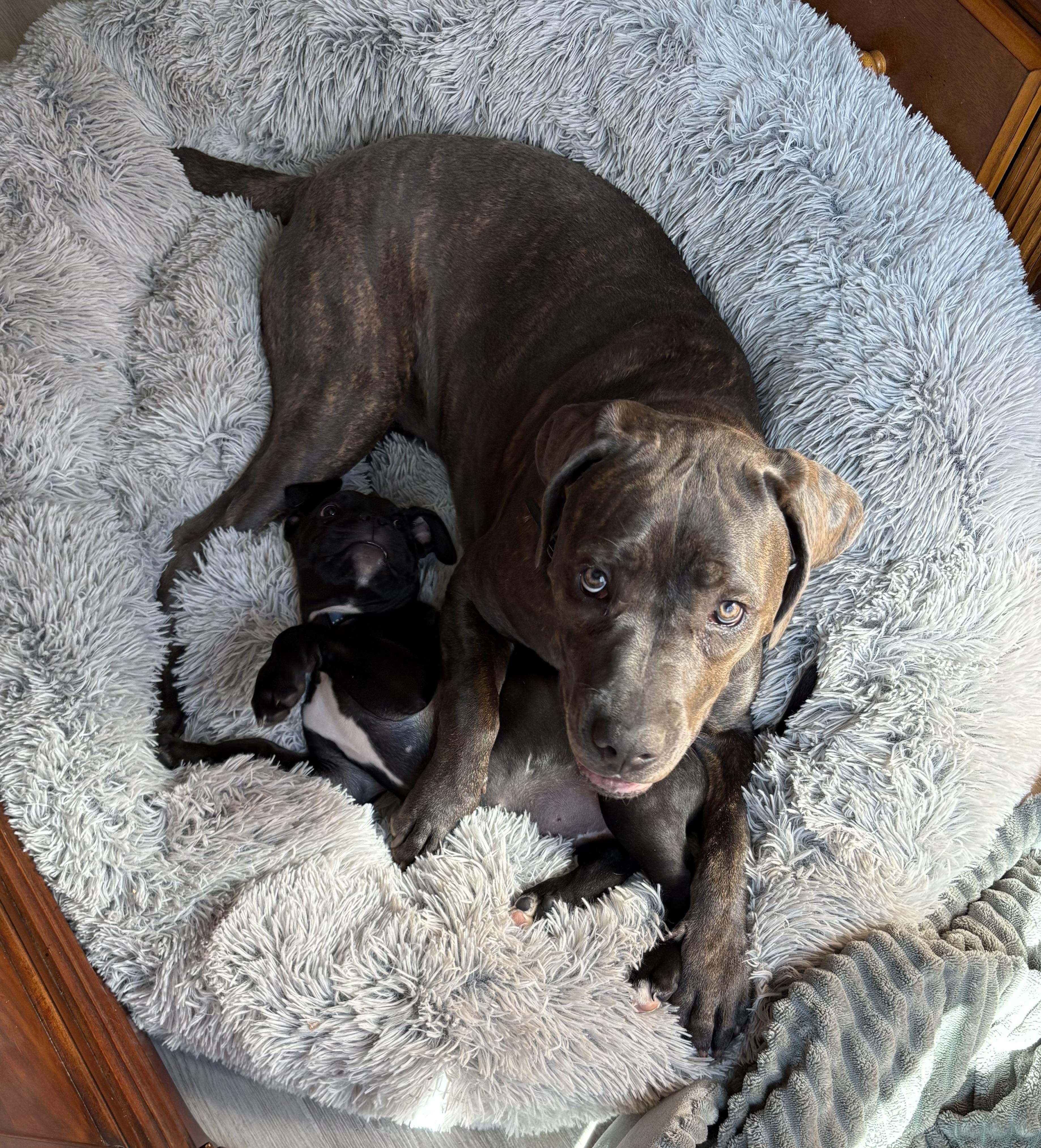 Enlarge Bruce, a Adopted mixed breed in San Francisco, CA image 4/6