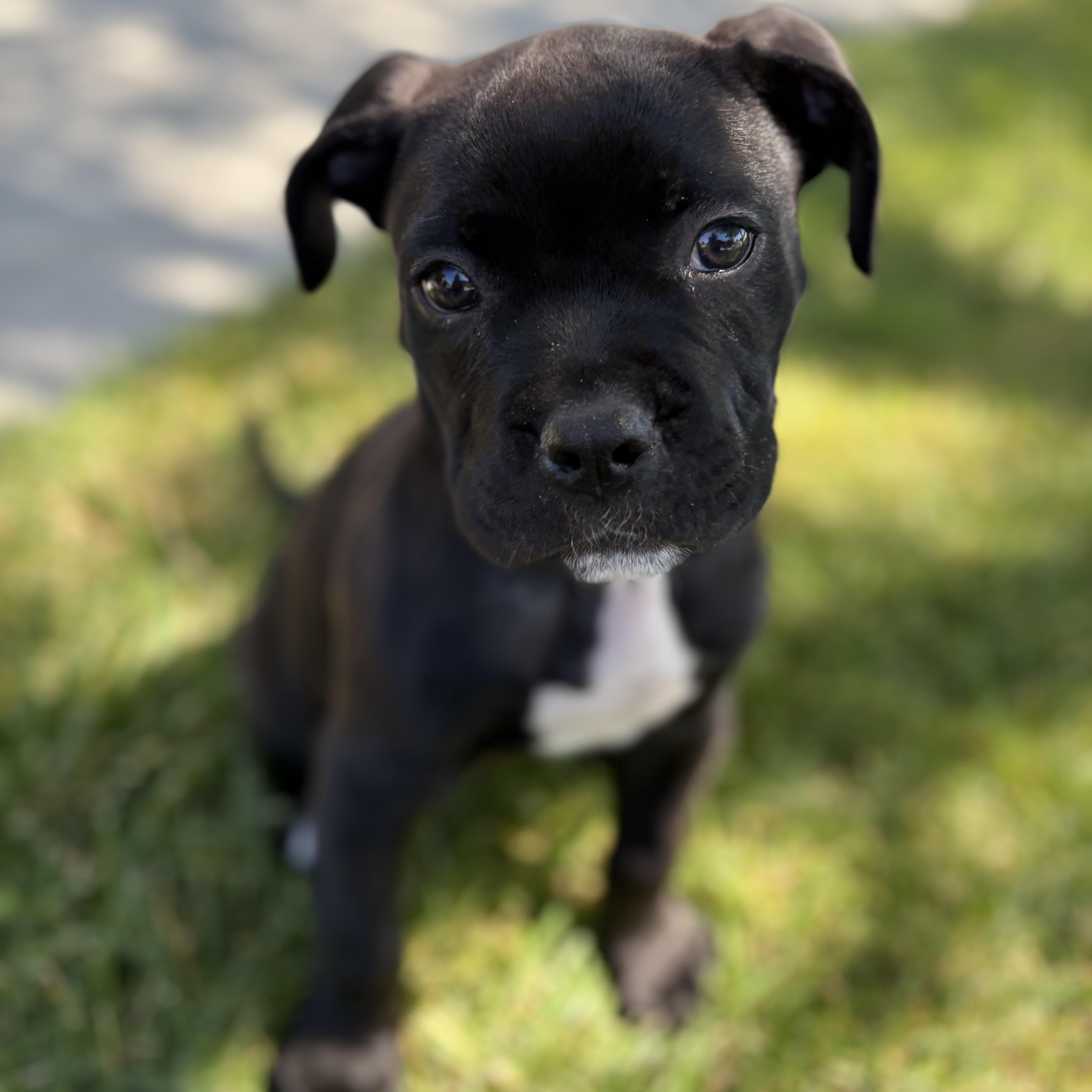 Enlarge Bruce, a Adopted mixed breed in San Francisco, CA image 1/6