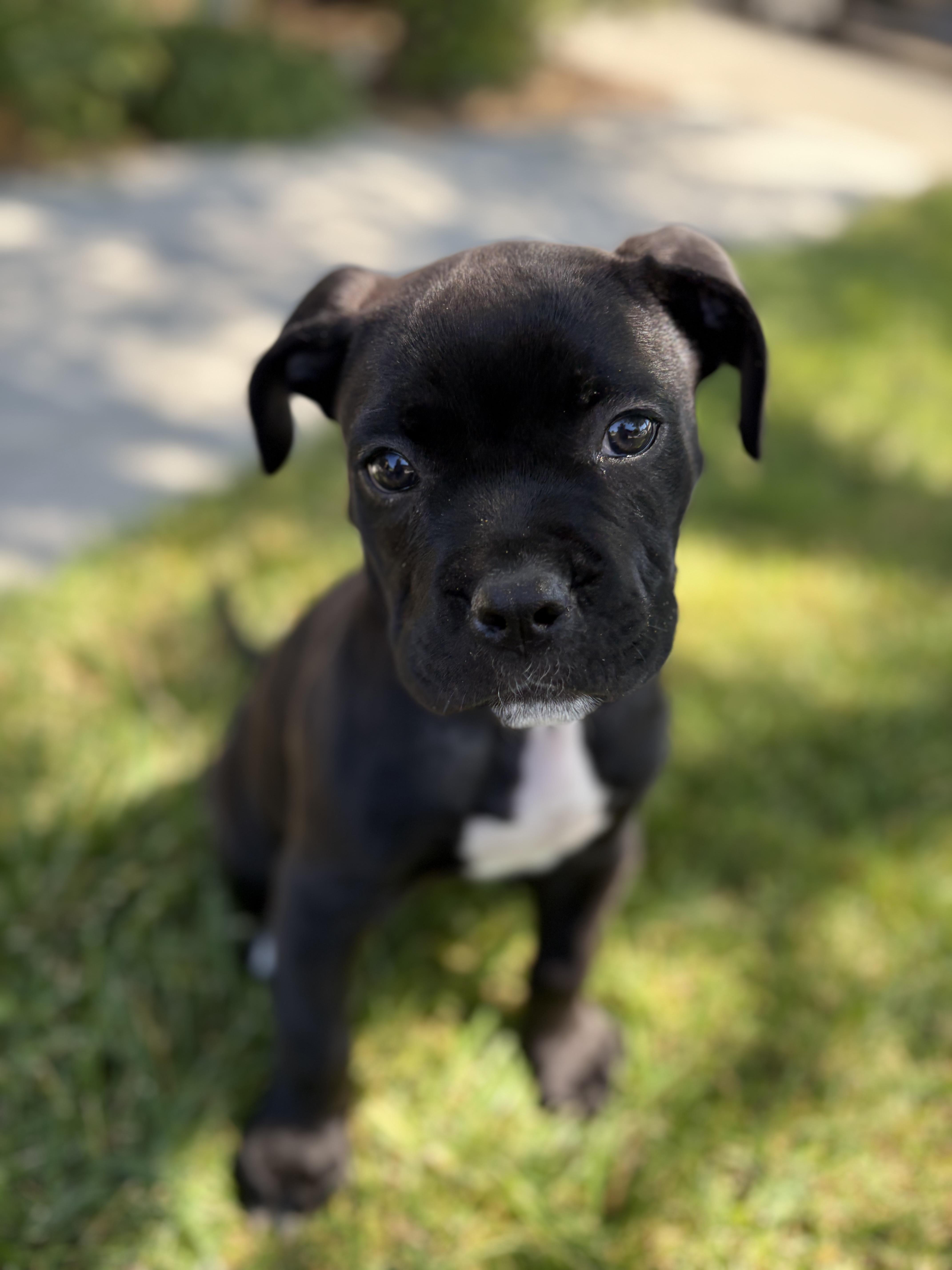 Bruce