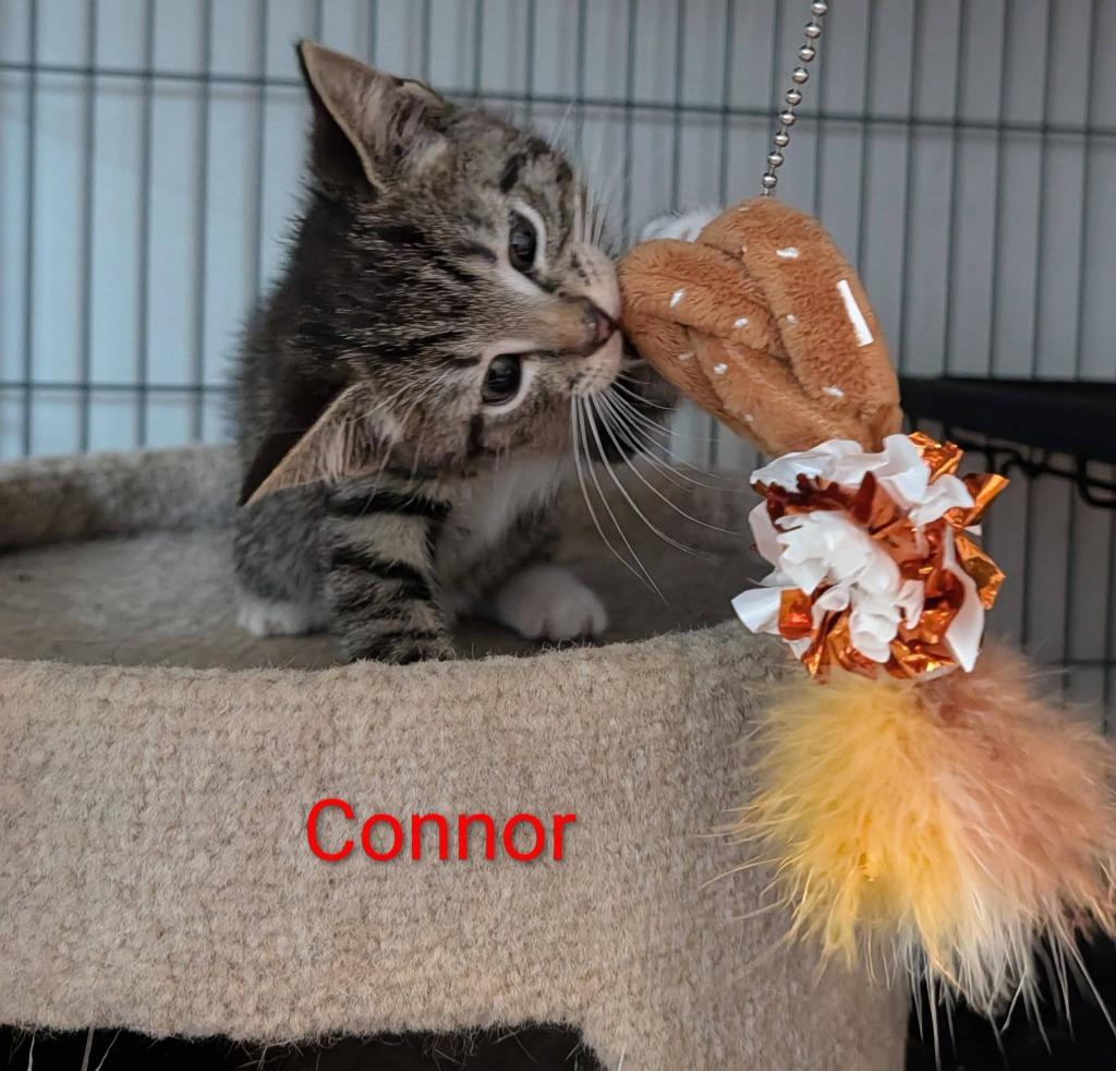 Connor, a Adoptable mixed breed in Kettering, OH image 1/3