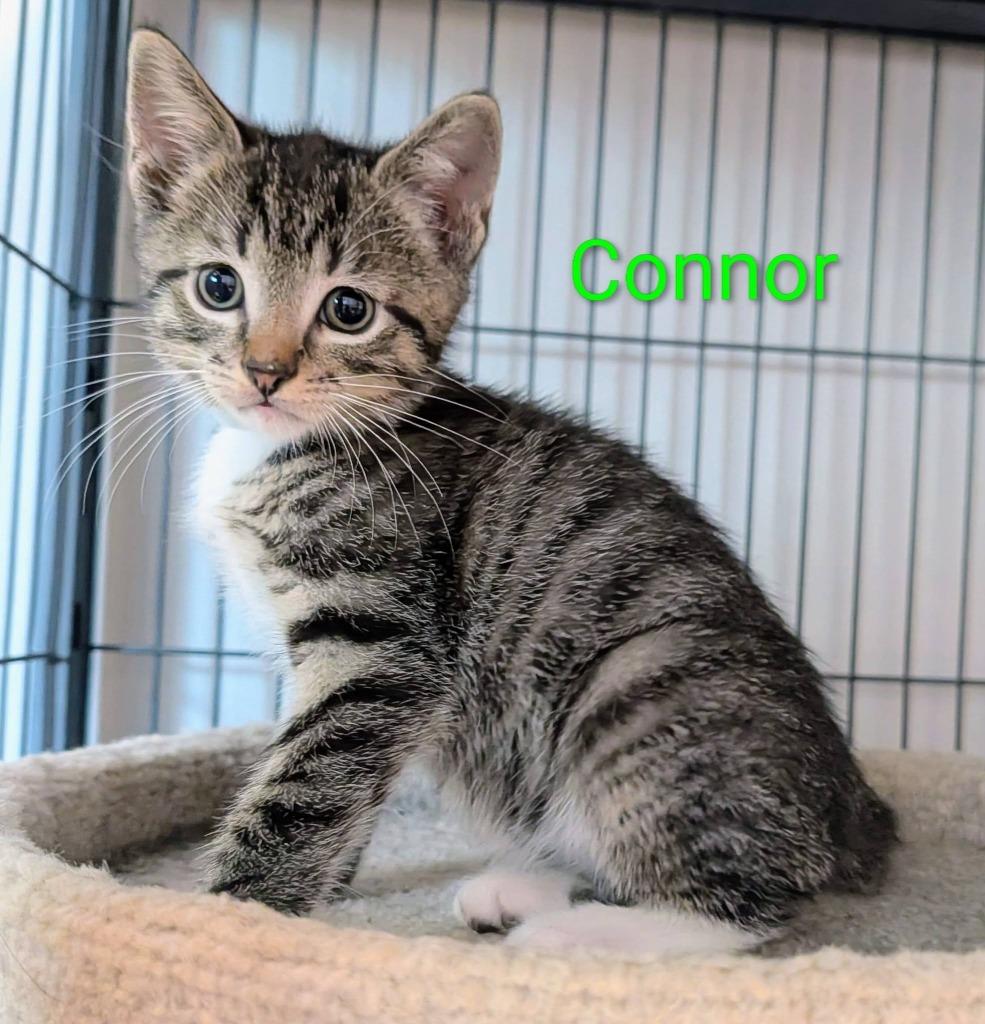 Connor, a Adoptable mixed breed in Kettering, OH image 2/3