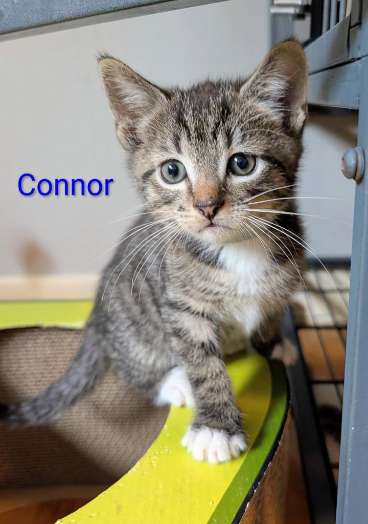 Connor, a Adoptable mixed breed in Kettering, OH image 3/3