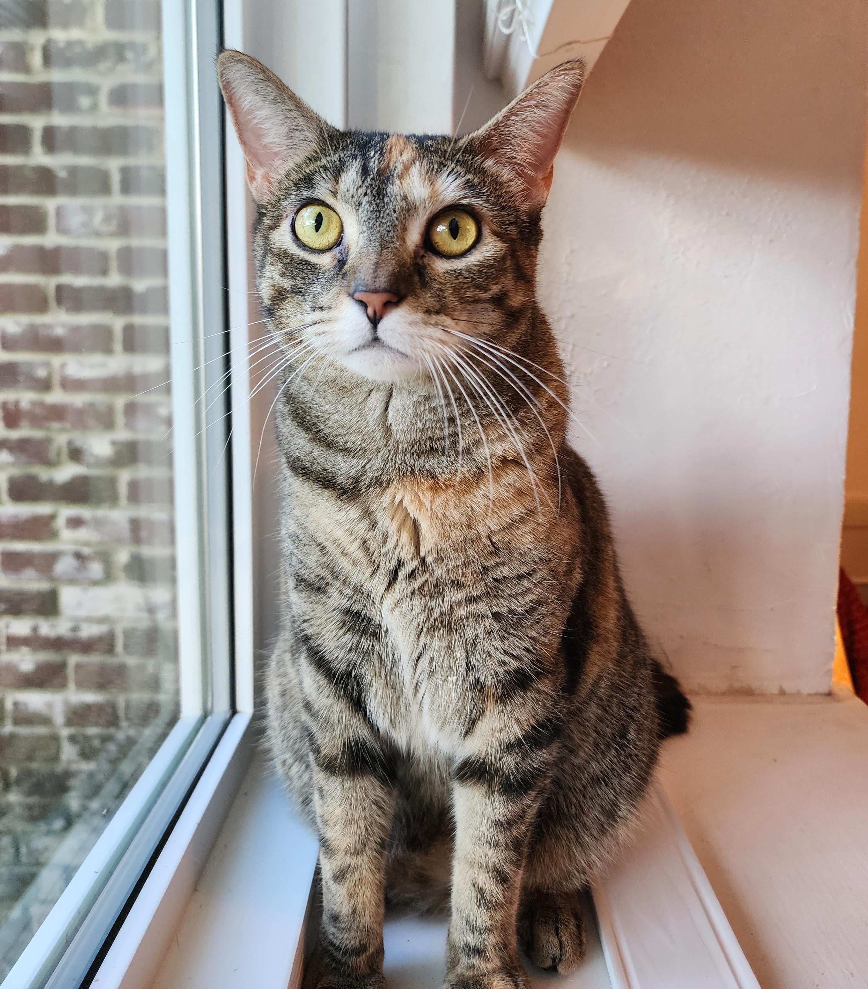 Peggy, a Adoptable mixed breed in Houston, TX image 2/3