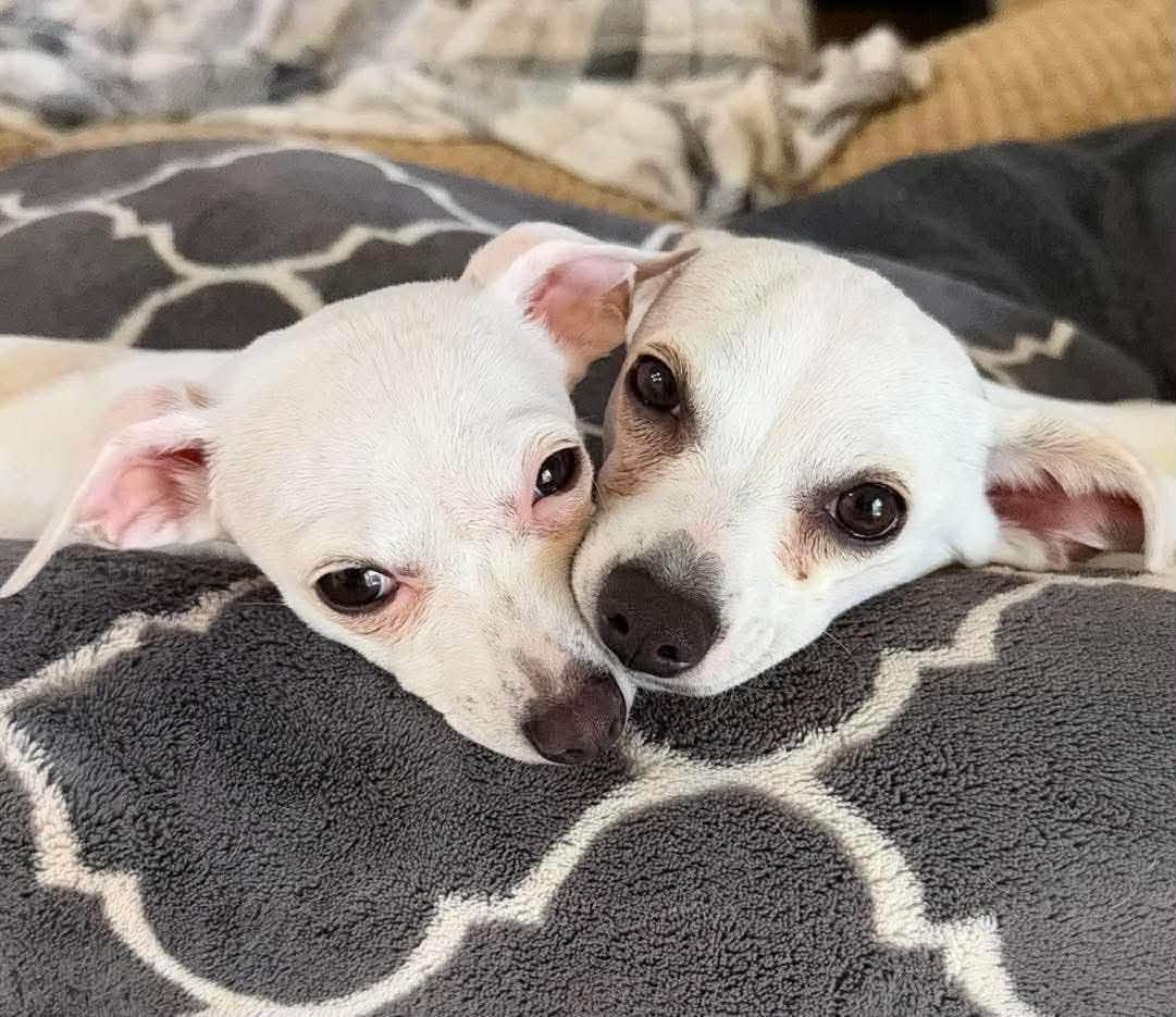 Piglet and Eeyore, ADOPTABLE, Young Female Chihuahua.