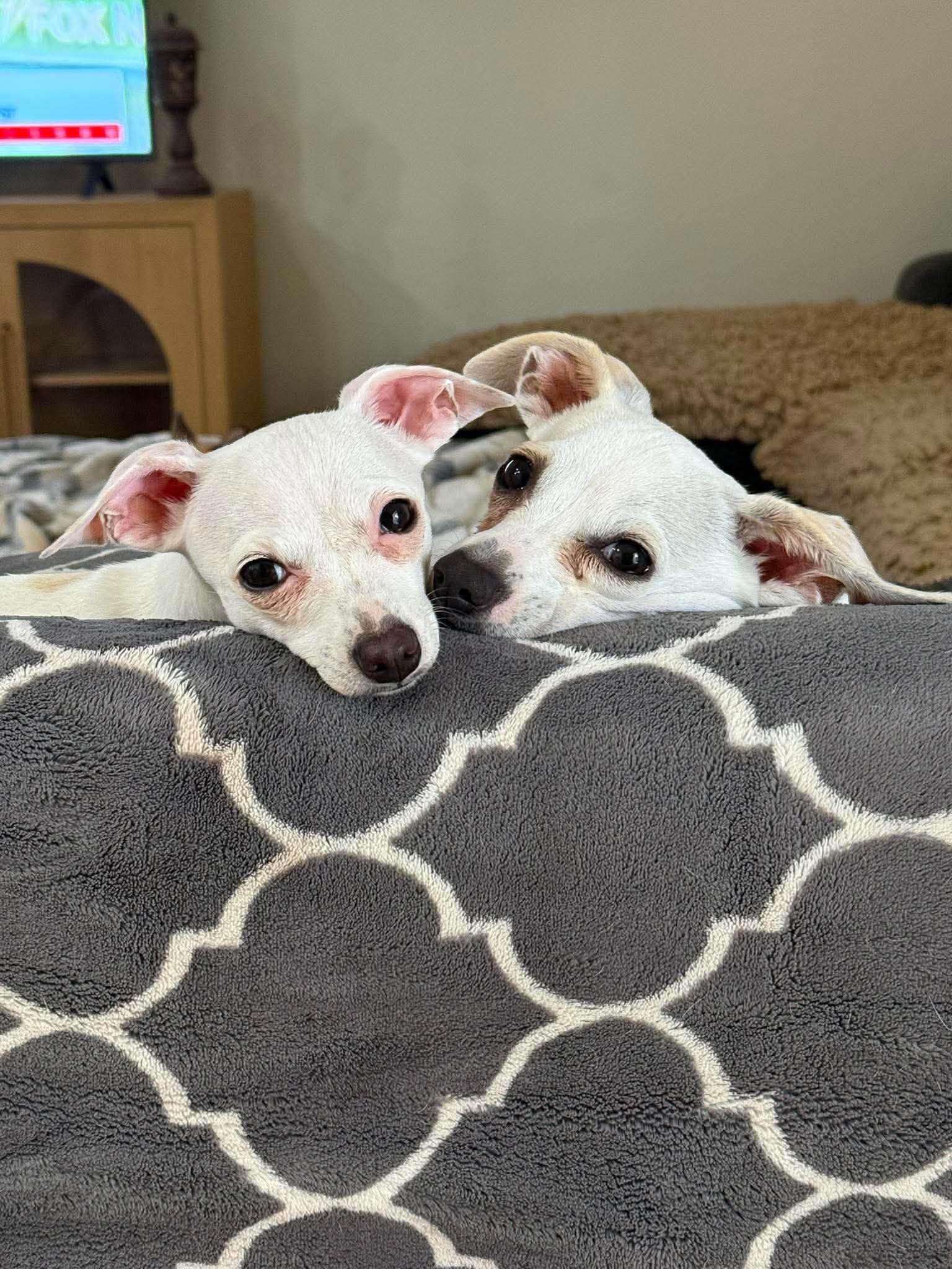 Piglet and Eeyore, a ADOPTABLE Chihuahua in Las Vegas, NV image 2/3