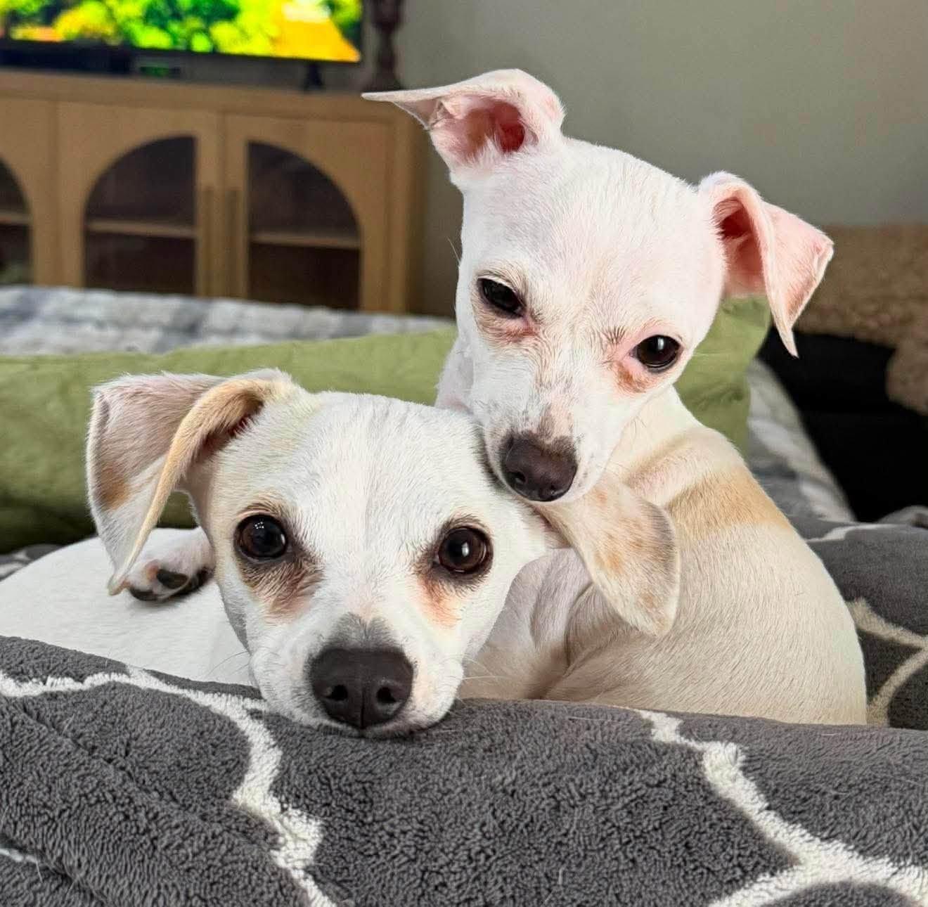 Piglet and Eeyore, a ADOPTABLE Chihuahua in Las Vegas, NV image 3/3
