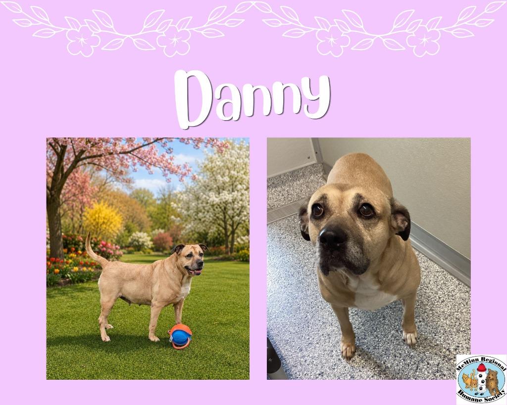 Danny, Adoptable, Adult Female Terrier.