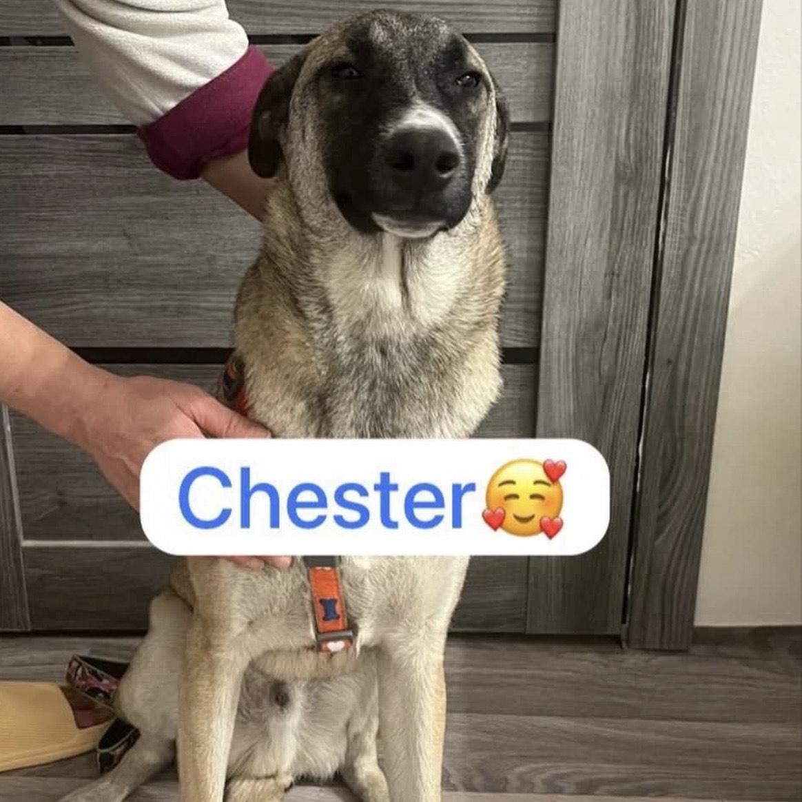 Chester thumbnail 4