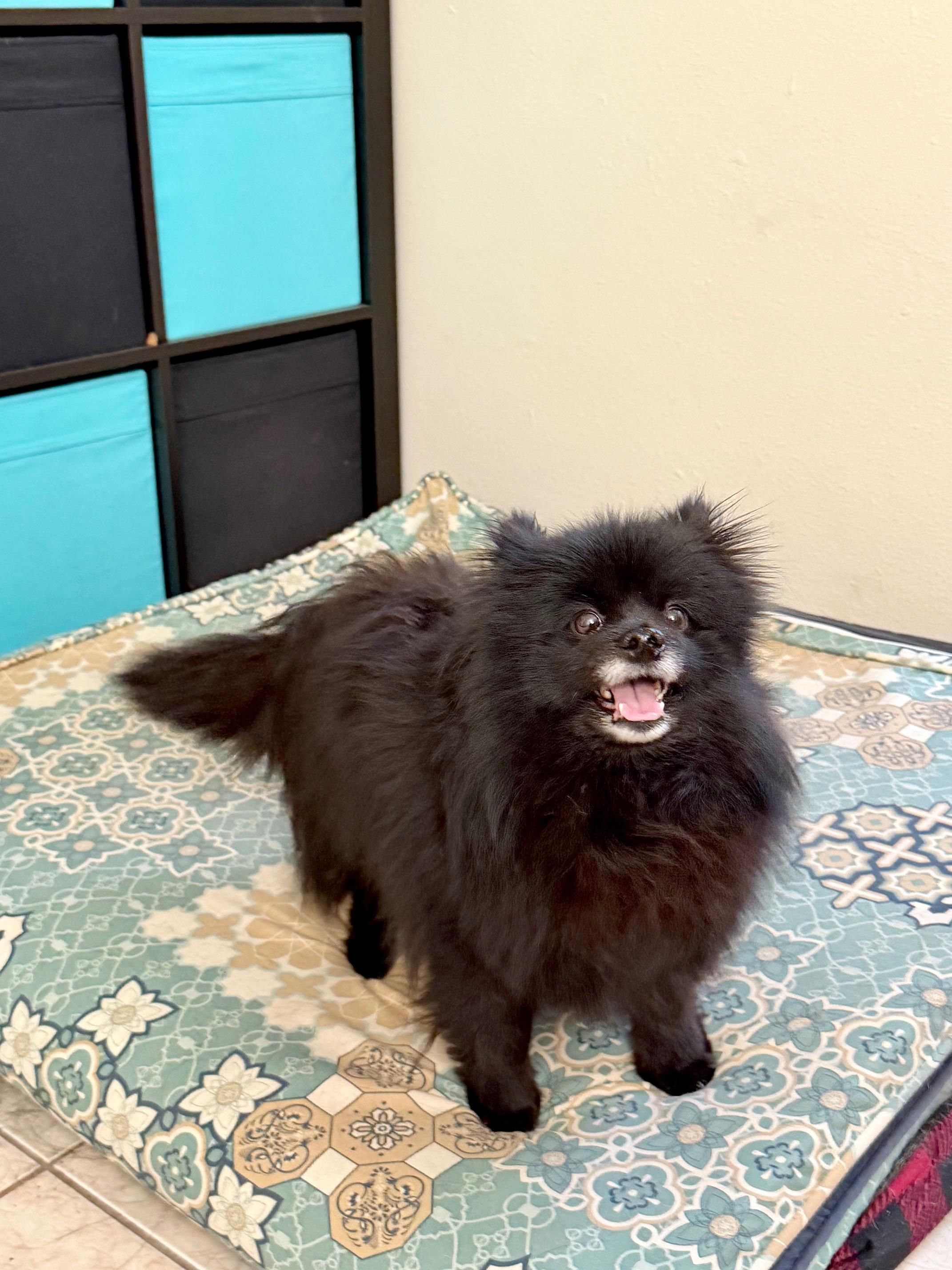 Enlarge Oriette, an adopted Pomeranian in Orlando, FL image 3/4