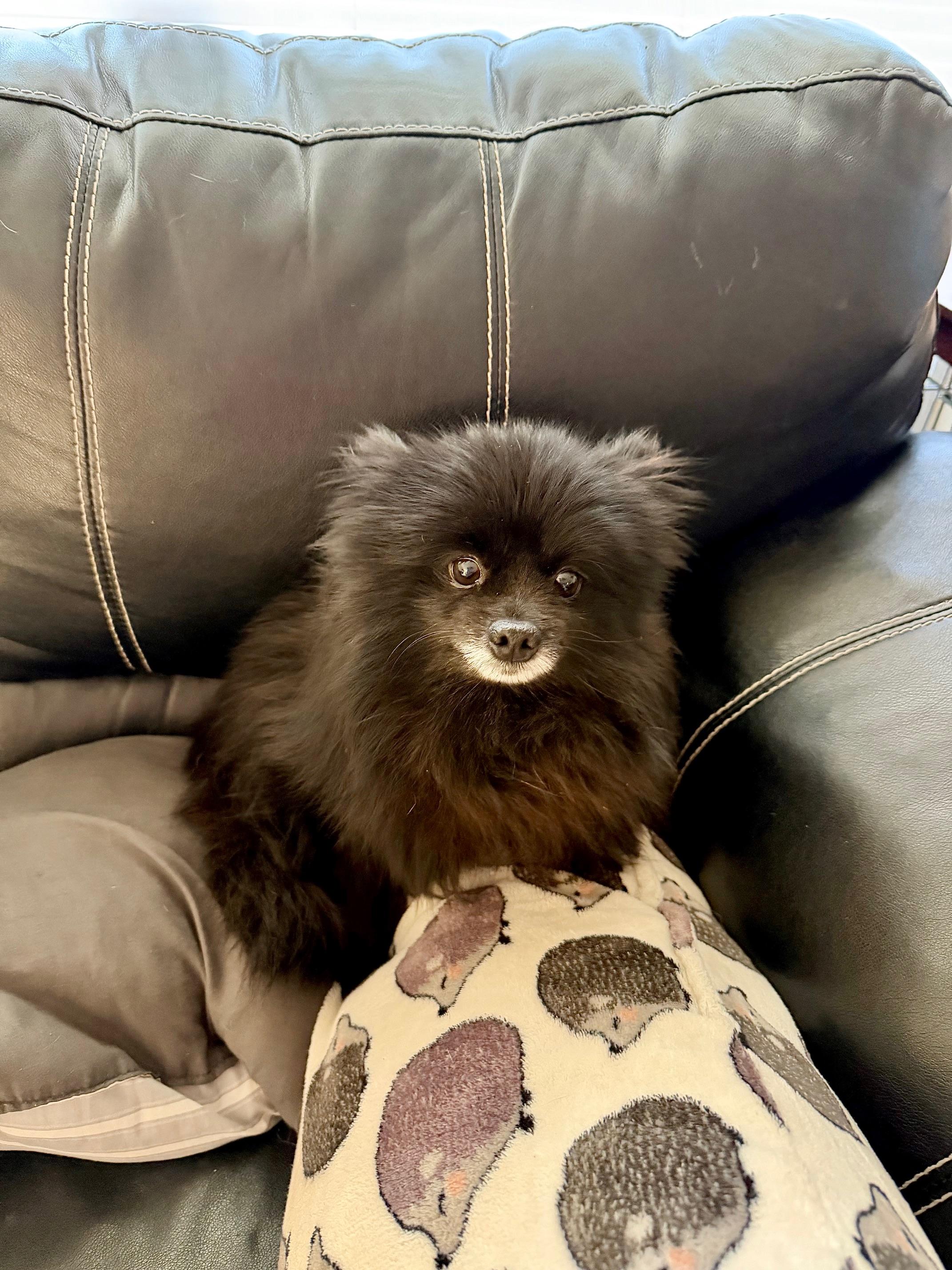 Enlarge Oriette, an adopted Pomeranian in Orlando, FL image 2/4