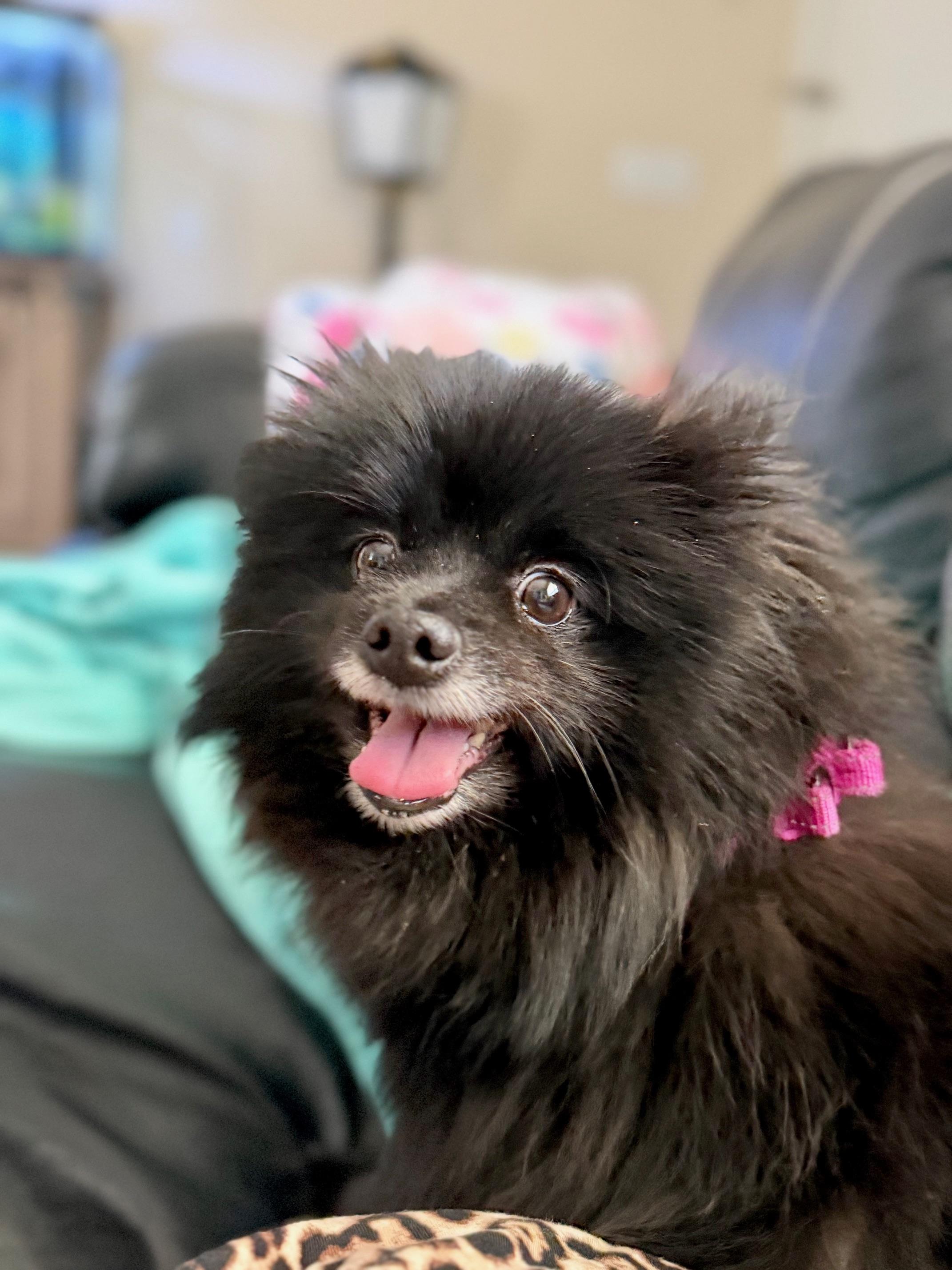 Enlarge Oriette, an adopted Pomeranian in Orlando, FL image 1/4