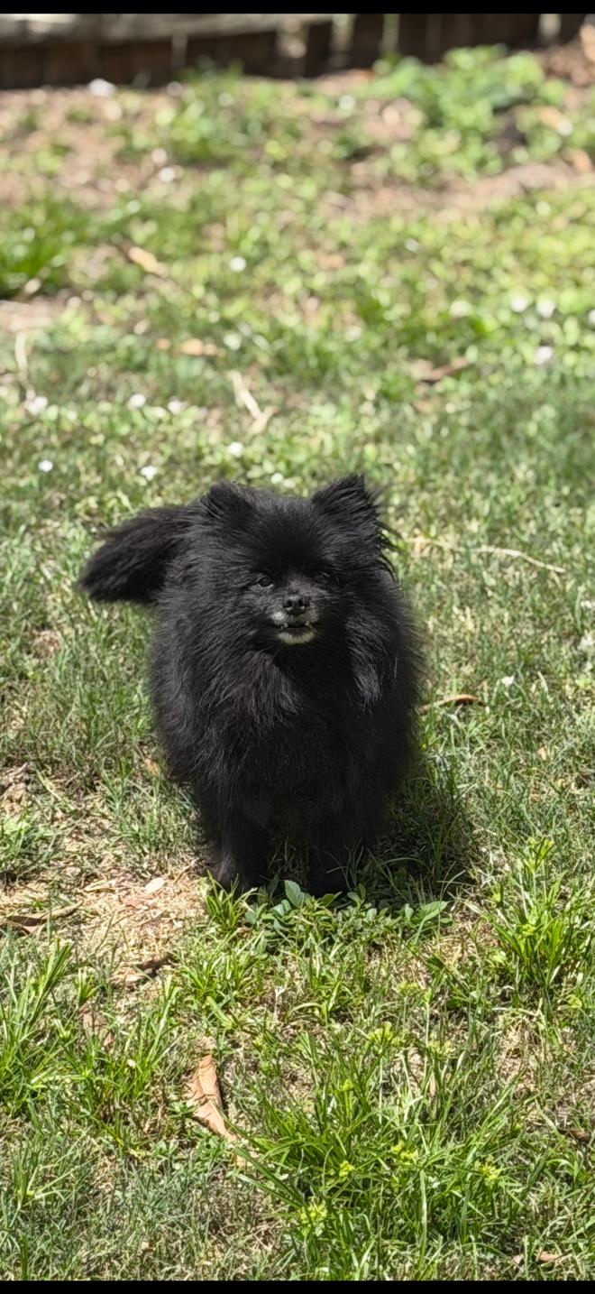 Enlarge Oriette, an adopted Pomeranian in Orlando, FL image 4/4