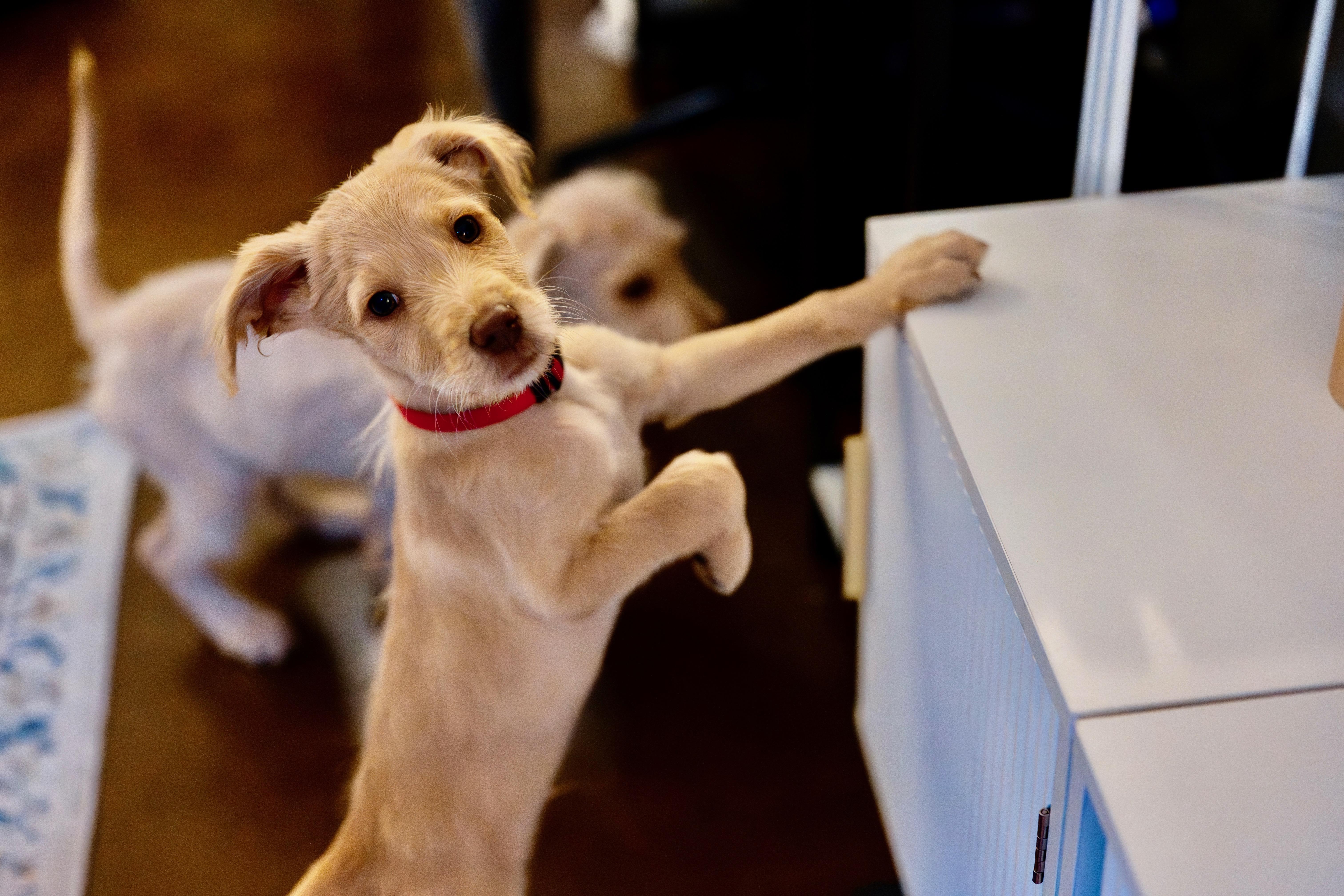 Enlarge Simba, an adopted mixed breed in Berlin, MD image 5/6