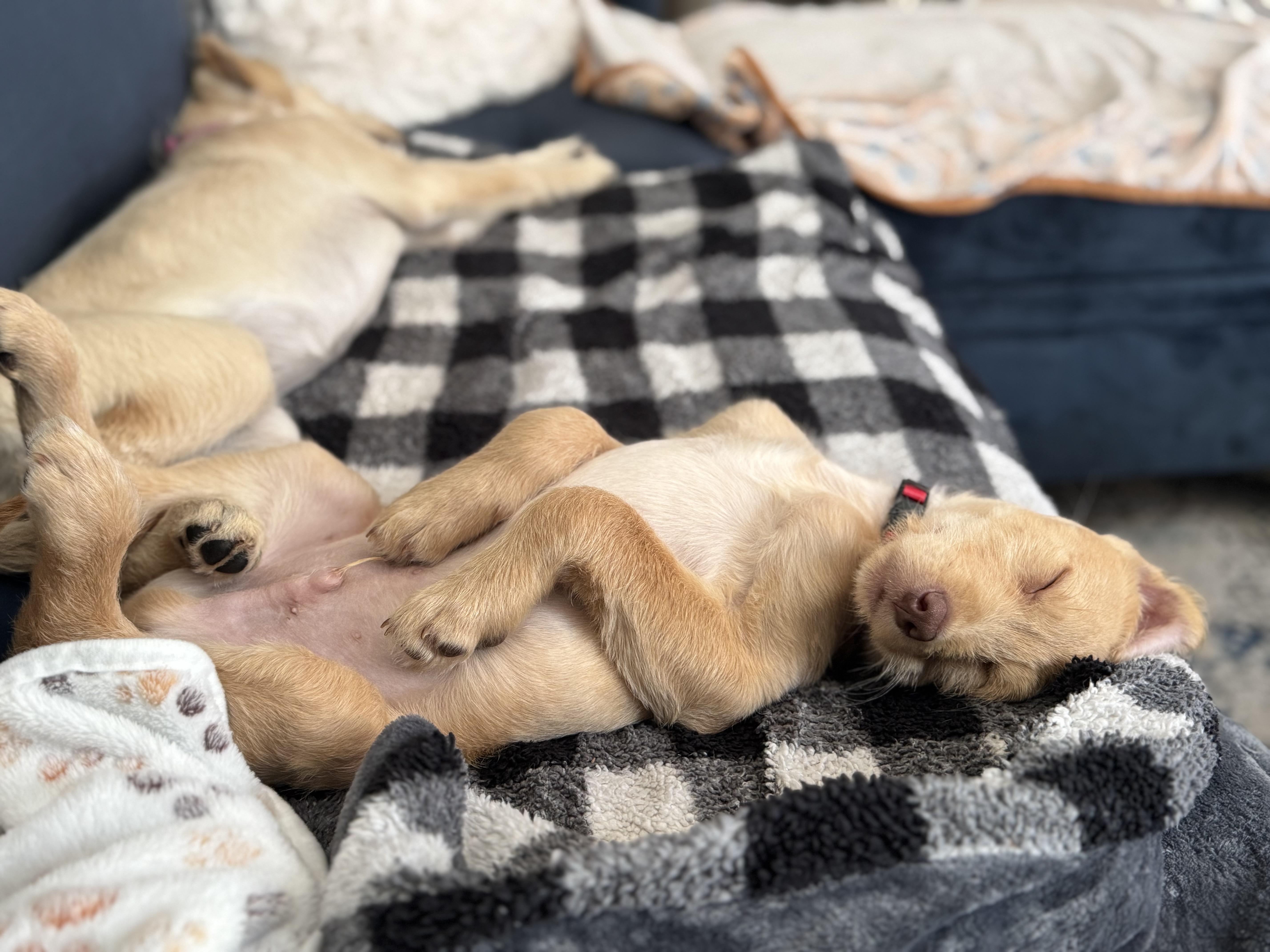 Enlarge Simba, an adopted mixed breed in Berlin, MD image 2/6