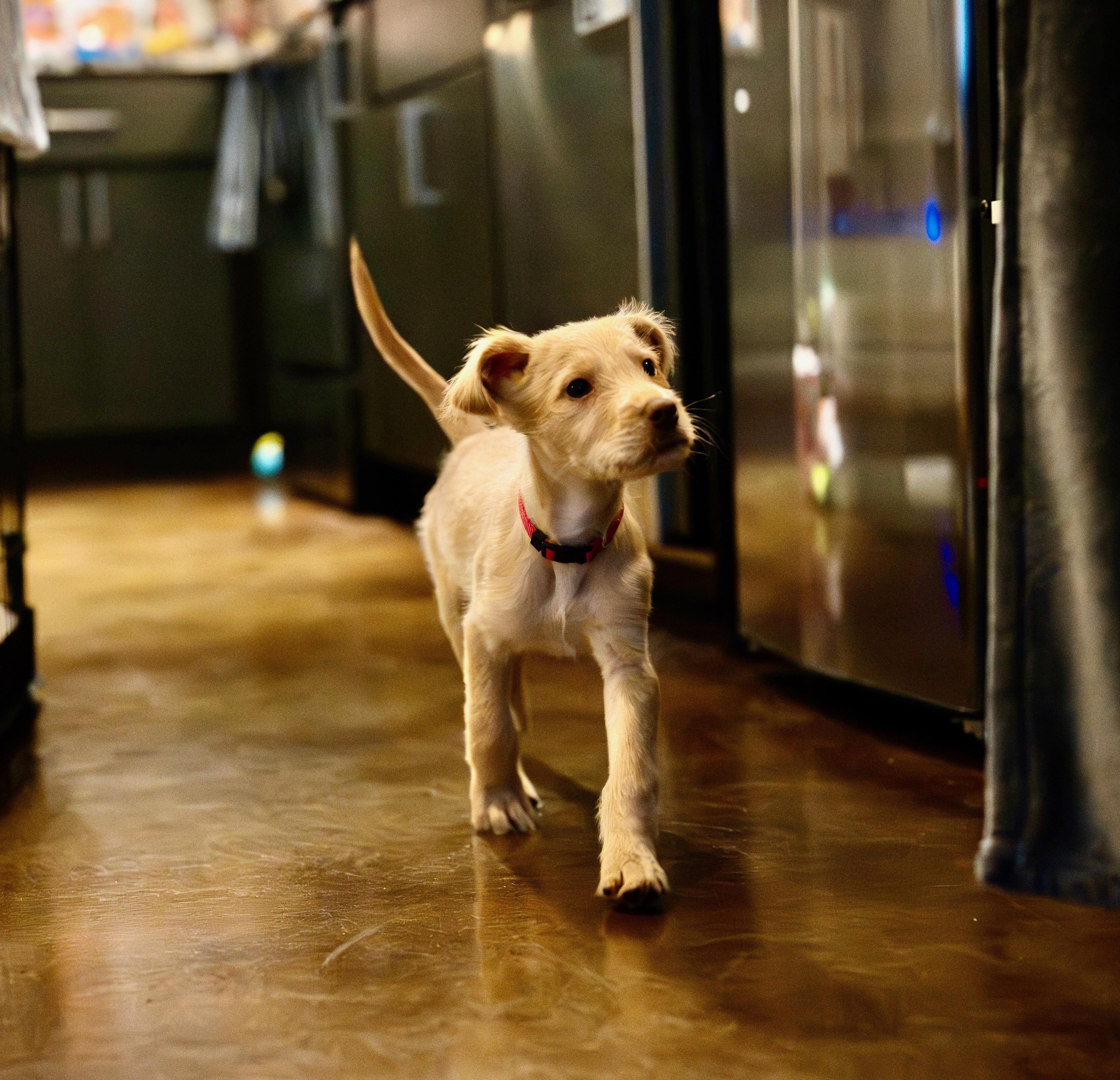 Enlarge Simba, an adopted mixed breed in Berlin, MD image 4/6