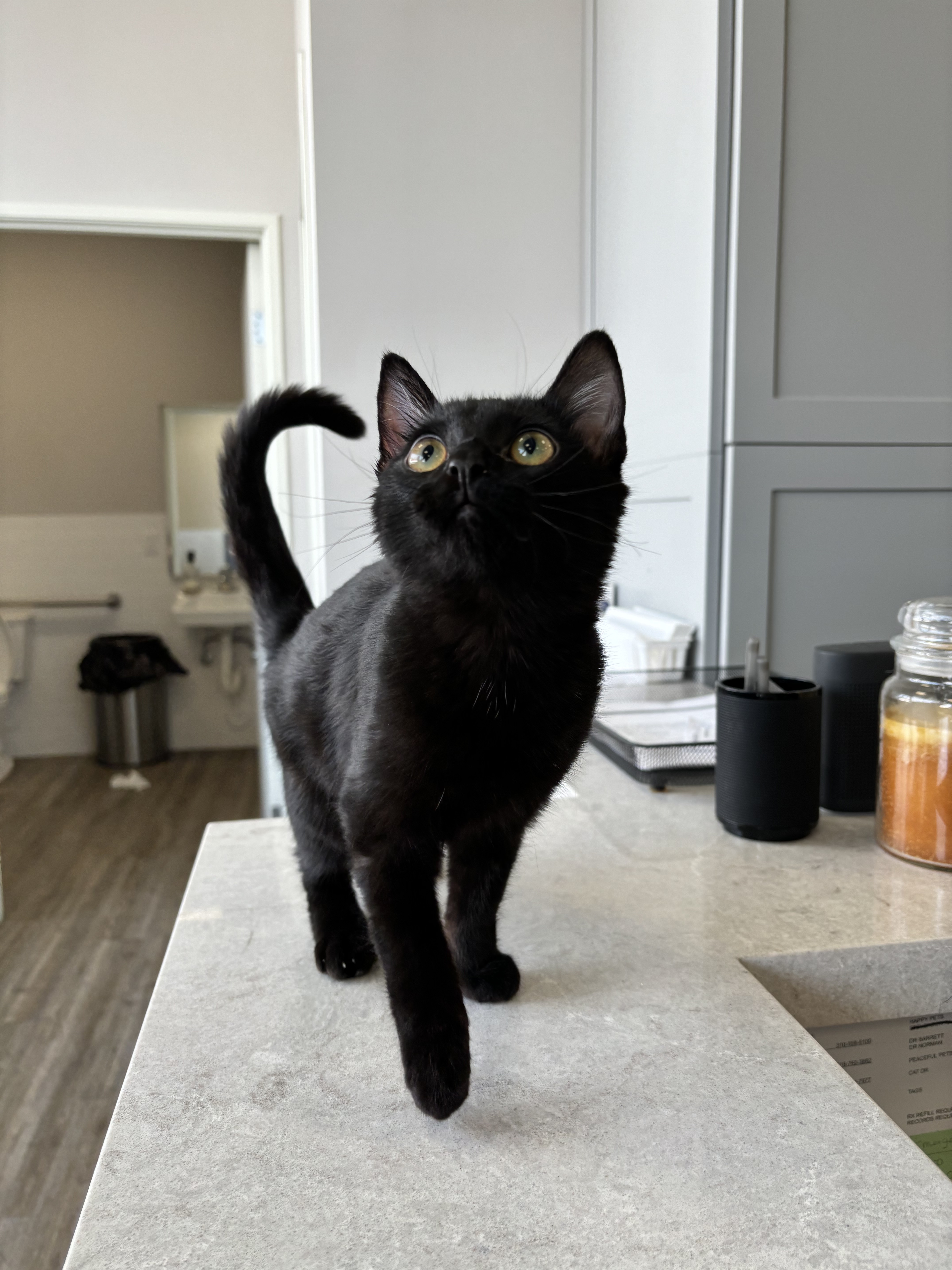 Enlarge Morticia, a Adopted mixed breed in Santa Clarita, CA image 1/3