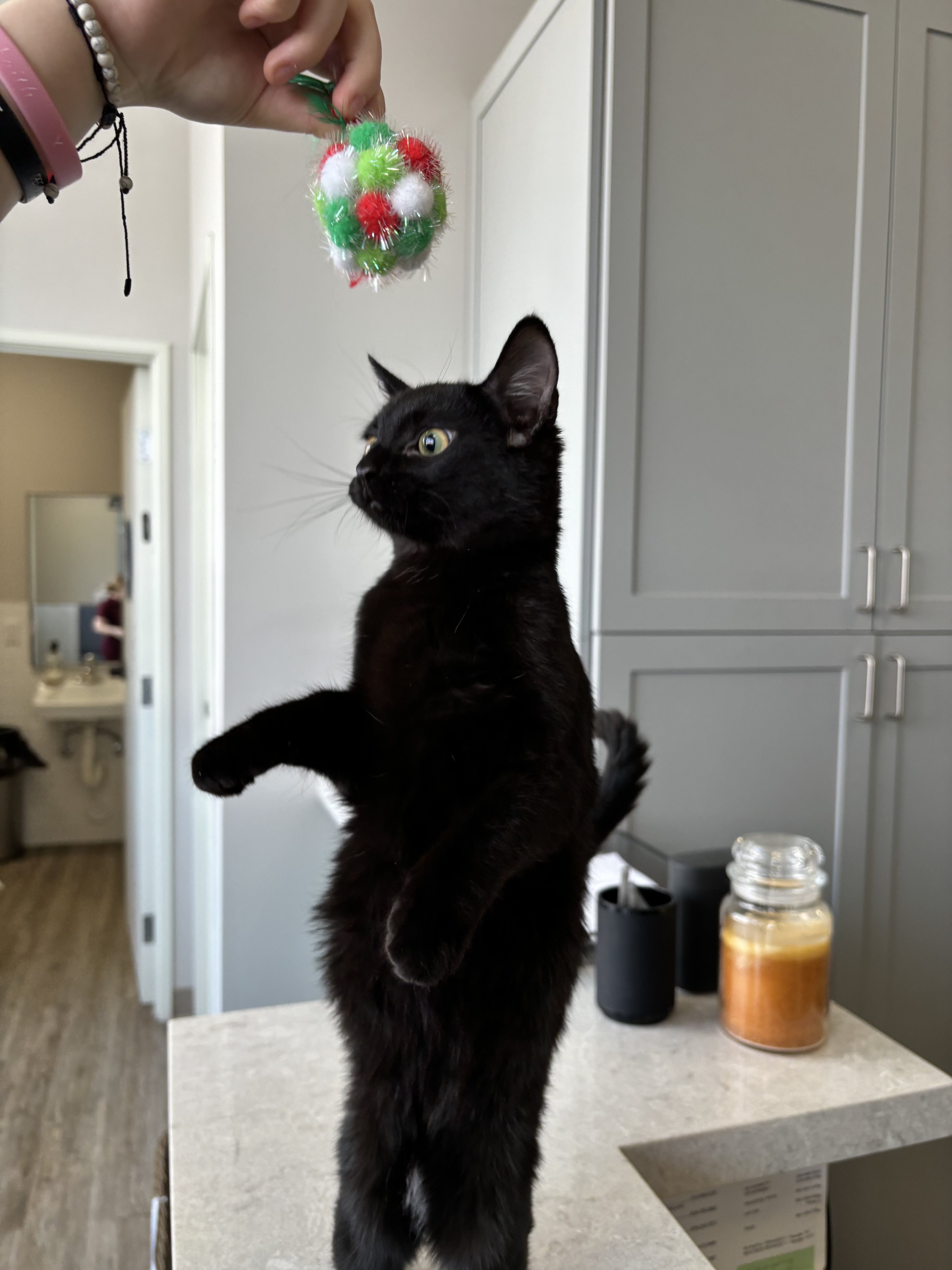 Enlarge Morticia, a Adopted mixed breed in Santa Clarita, CA image 2/3