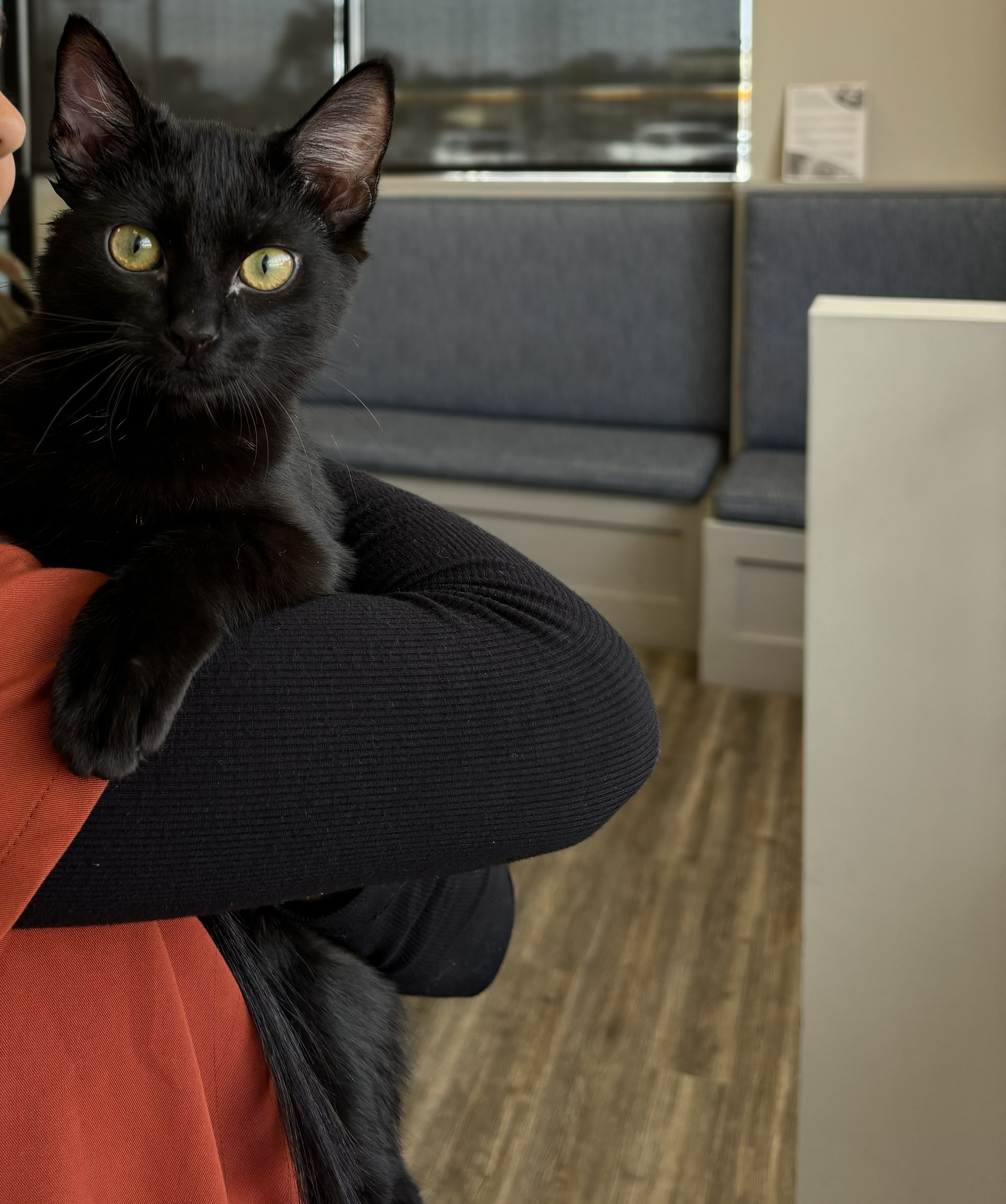 Enlarge Morticia, a Adopted mixed breed in Santa Clarita, CA image 3/3