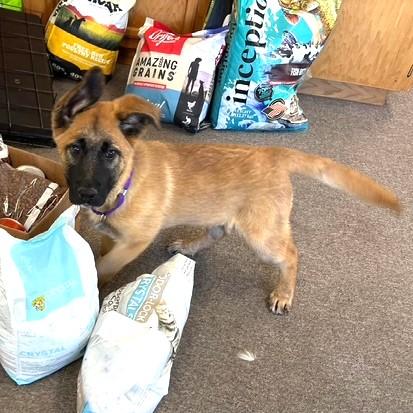 Grindel, a Adoptable Shepherd in Long Beach, WA image 5/5