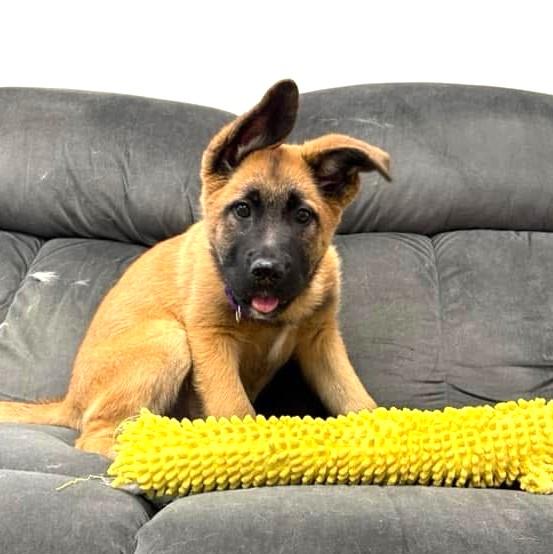 Grindel, a Adoptable Shepherd in Long Beach, WA image 4/5