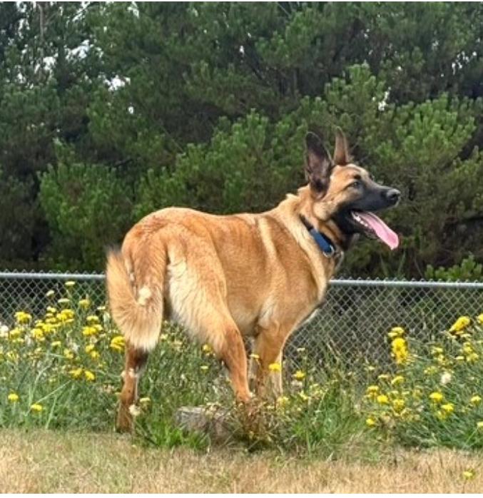 Grindel, a Adoptable Shepherd in Long Beach, WA image 2/5