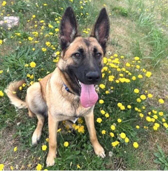 Grindel, a Adoptable Shepherd in Long Beach, WA image 3/5