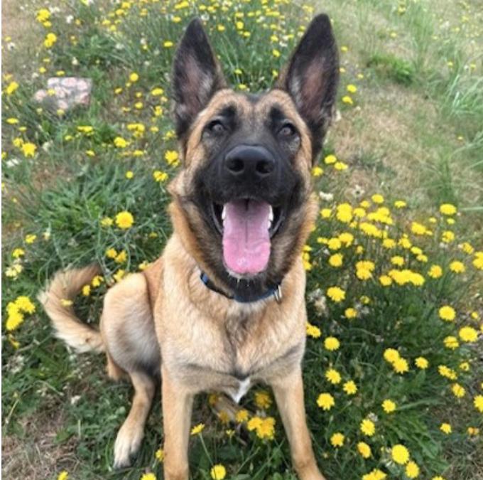 Grindel, a Adoptable Shepherd in Long Beach, WA image 1/5
