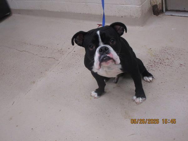 Cole(315), Adoptable, Young Male Boxer & American Bulldog.