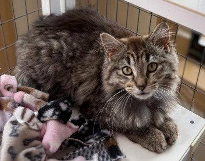 Enlarge Bella, a Adoptable Domestic Long Hair in Midland, VA image 1/1