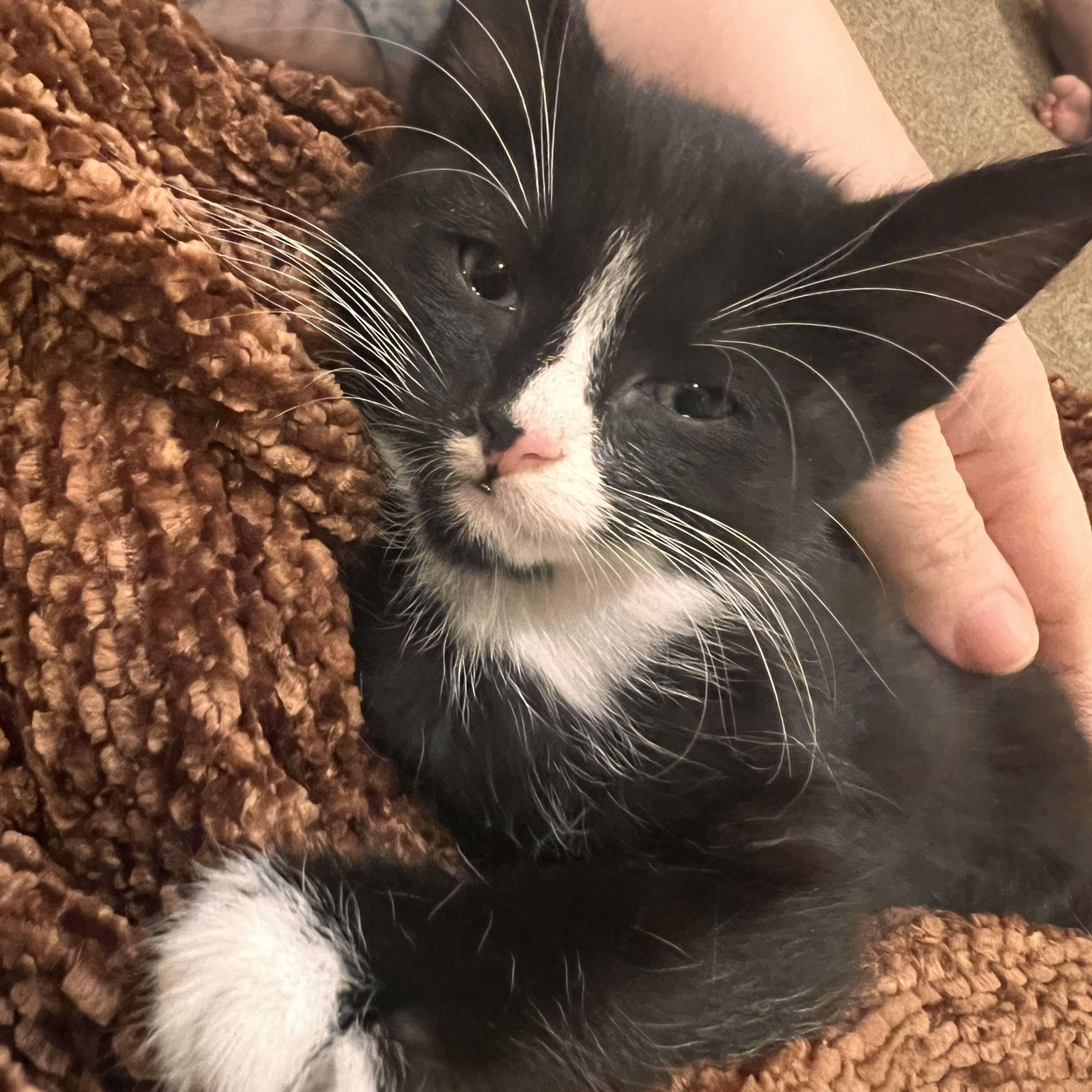 Doritos, Adoptable, Kitten Male Domestic Medium Hair.