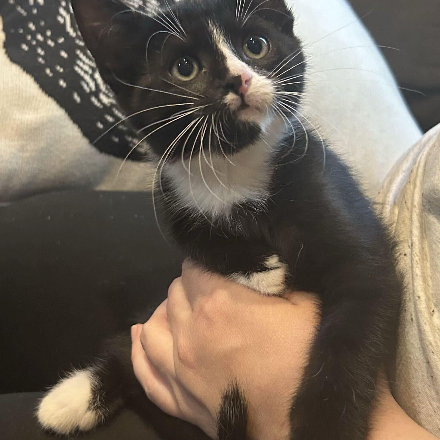 Enlarge Doritos, a Adoptable Domestic Medium Hair in Washington, MI image 3/3