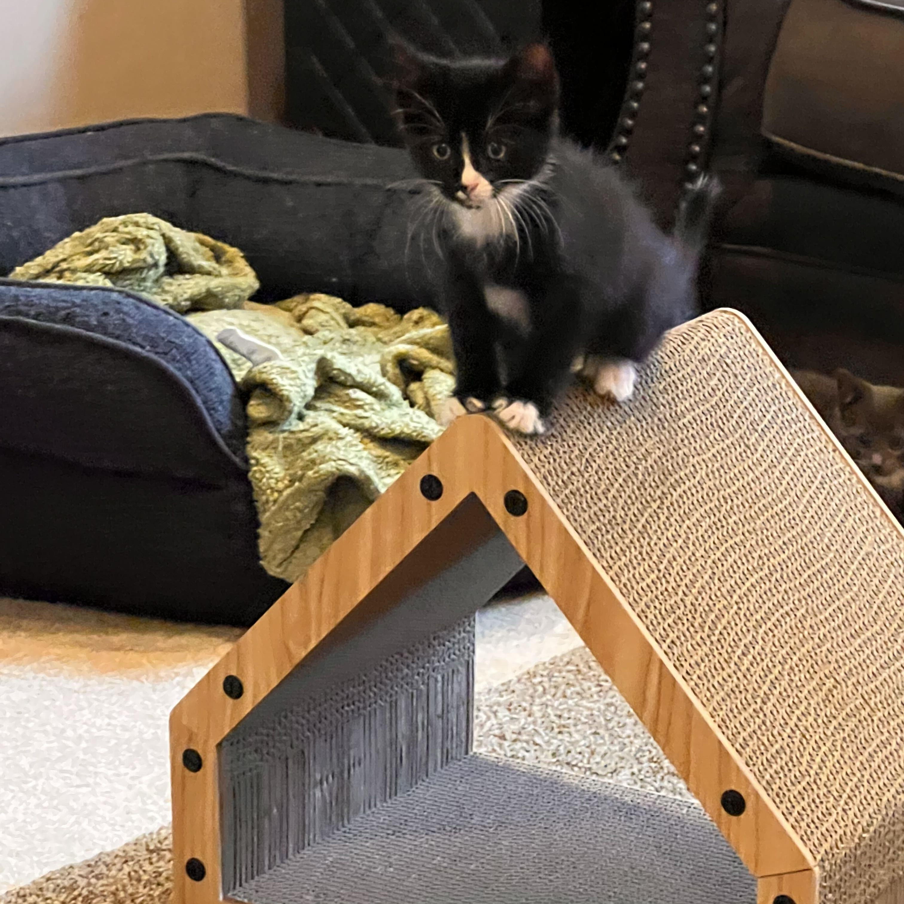 Enlarge Doritos, a Adoptable Domestic Medium Hair in Washington, MI image 2/3