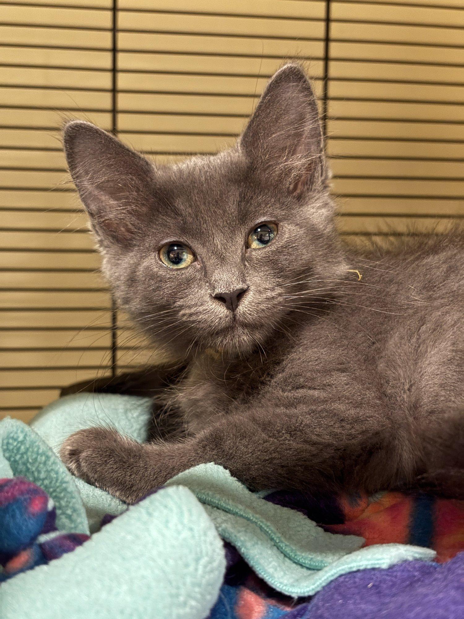 Little Chefs - Clare Smyth, adoptable, Kitten Female Domestic Medium Hair & Russian Blue.