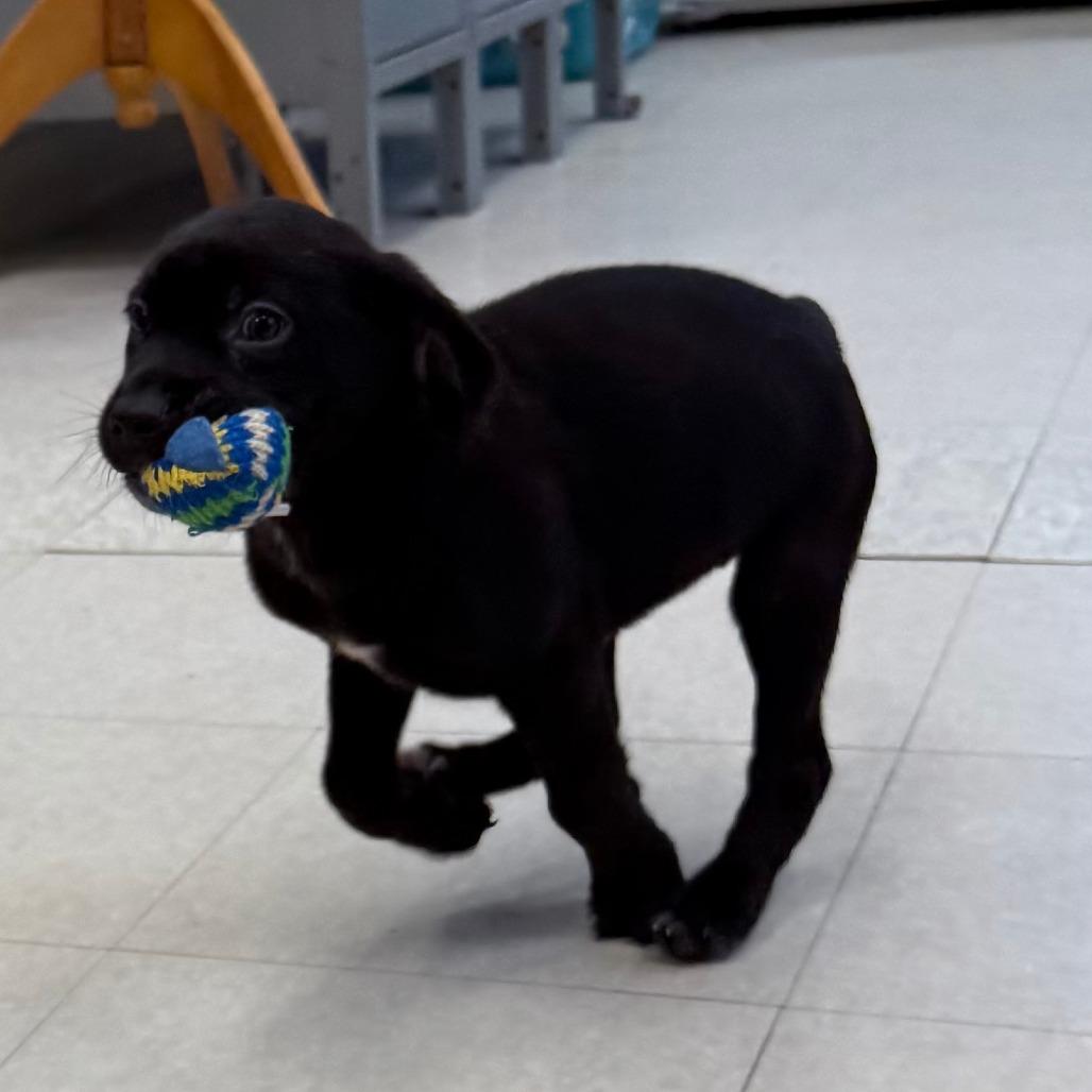 Levi Jack, Adoptable, Puppy Male Mixed Breed.