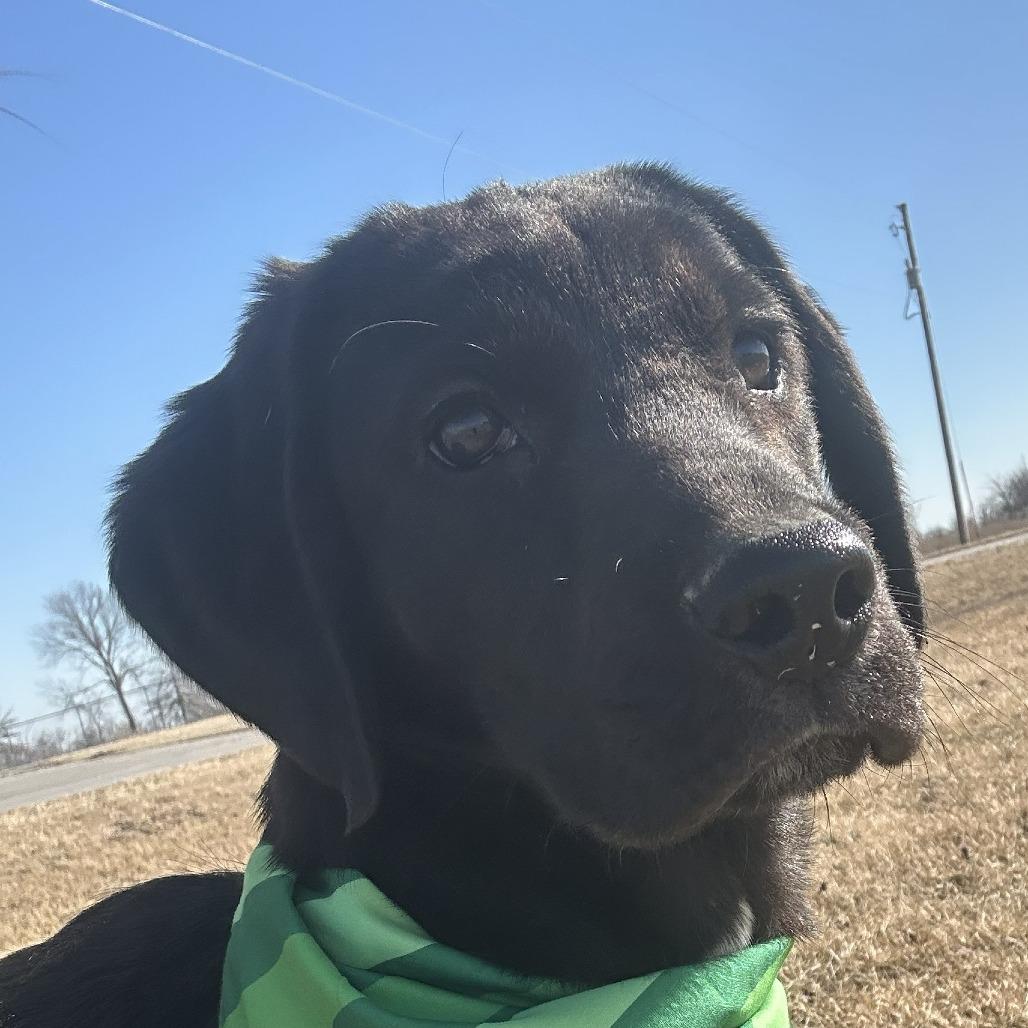 Levi Jack, a Adoptable Mixed Breed in Chariton, IA image 2/6