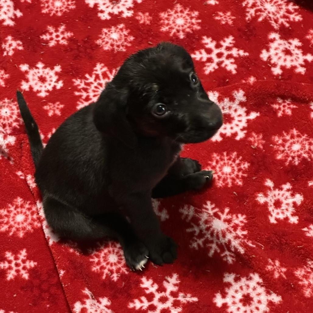 Enlarge Levi Jack, a Adoptable Mixed Breed in Chariton, IA image 1/1