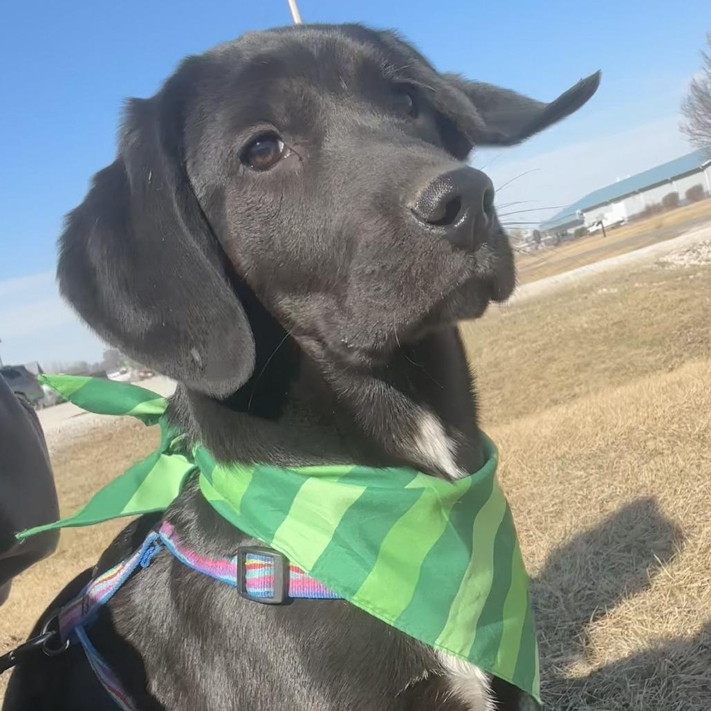 Levi Jack, a Adoptable Mixed Breed in Chariton, IA image 4/6
