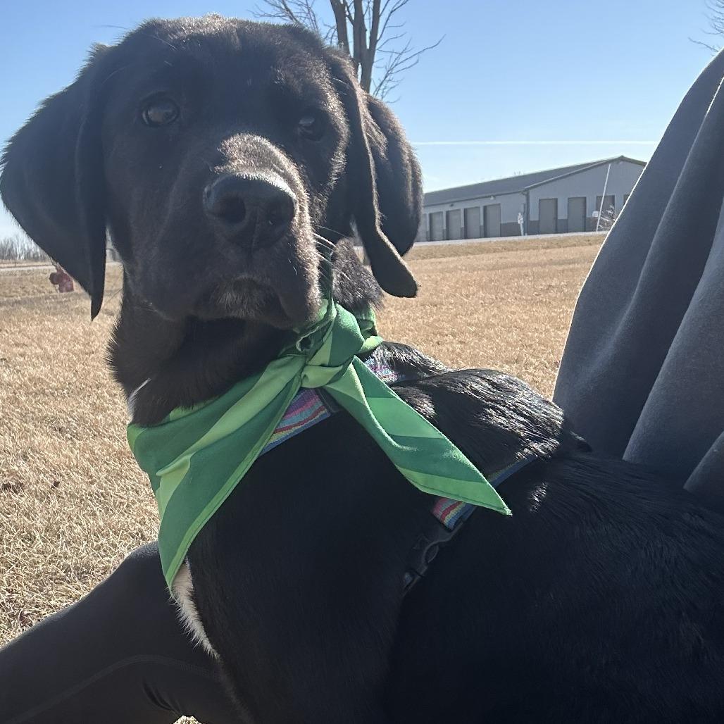 Levi Jack, a Adoptable Mixed Breed in Chariton, IA image 5/6