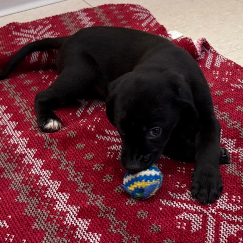 Enlarge Levi Jack, a Adoptable Mixed Breed in Chariton, IA image 3/3